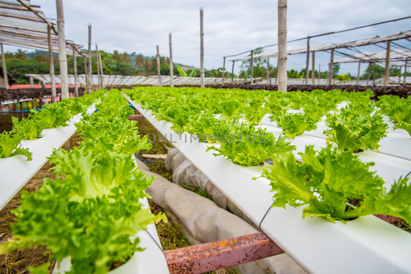 Organic vegetables are grown in the mountains.