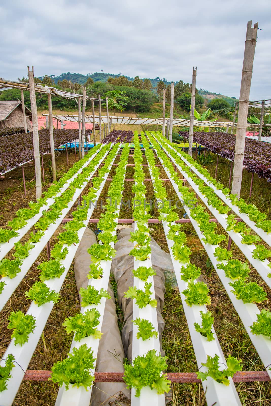 Organic vegetables are grown in the mountains.