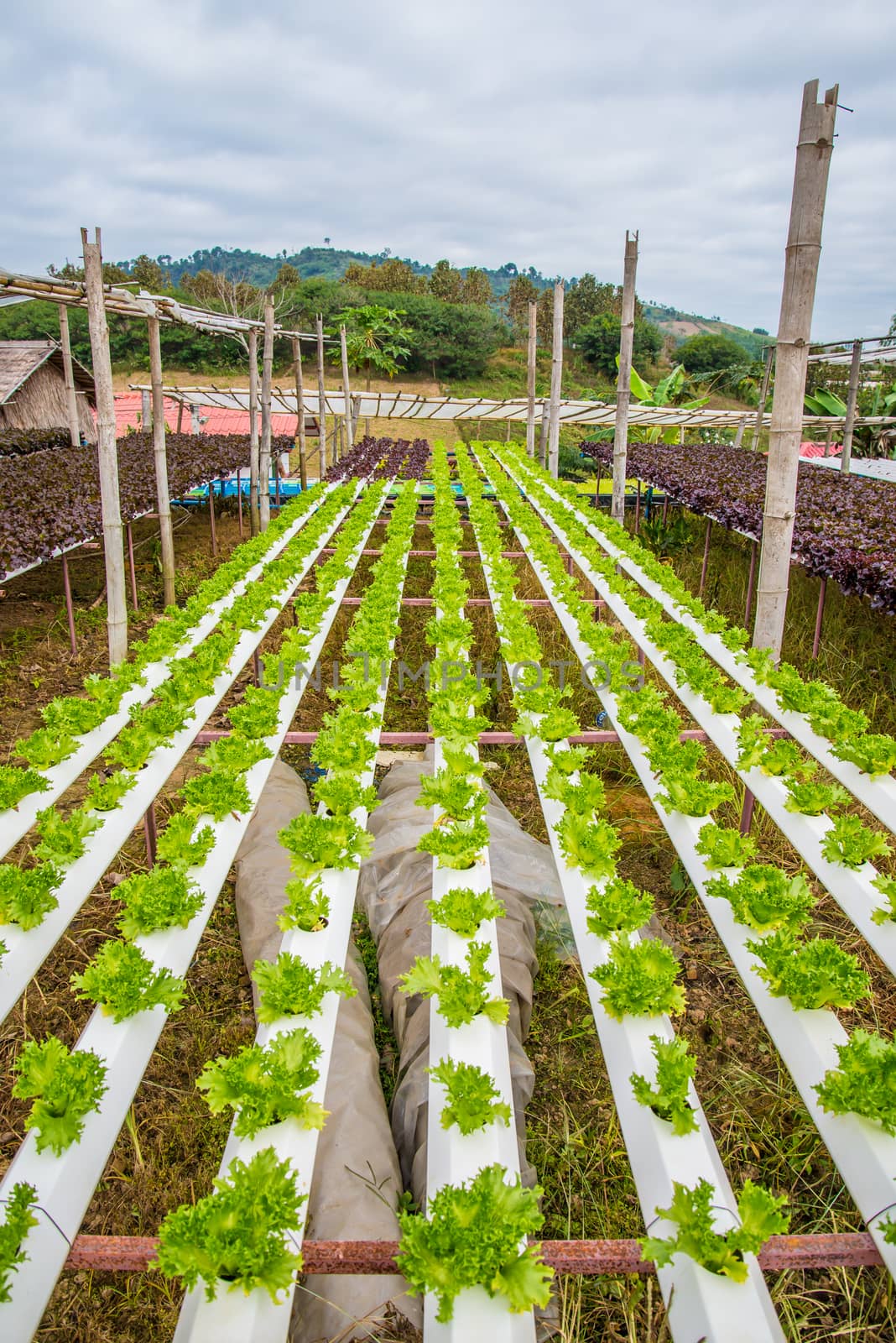 Organic vegetables are grown in the mountains.