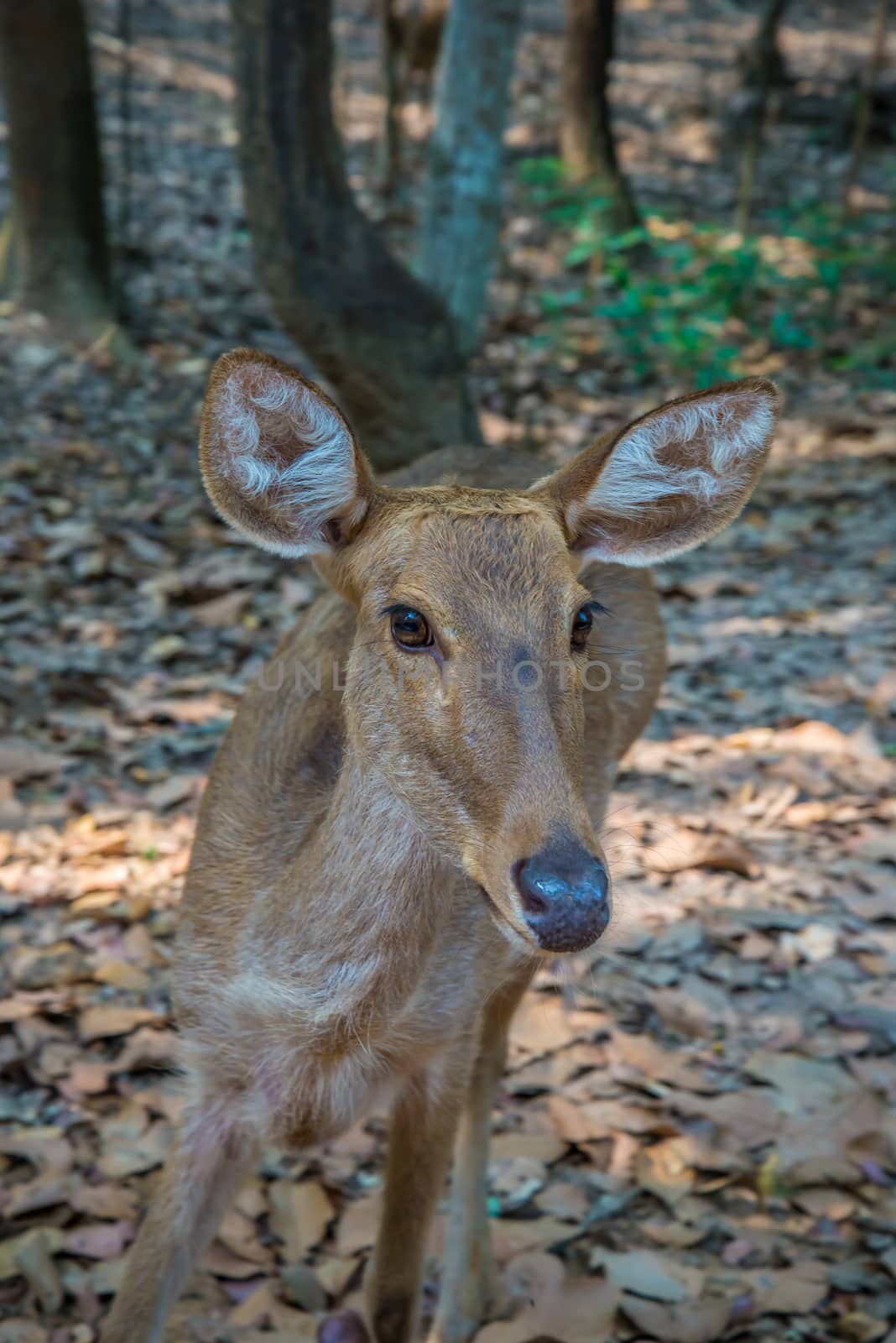 Portrait of a young deer in the zoo.