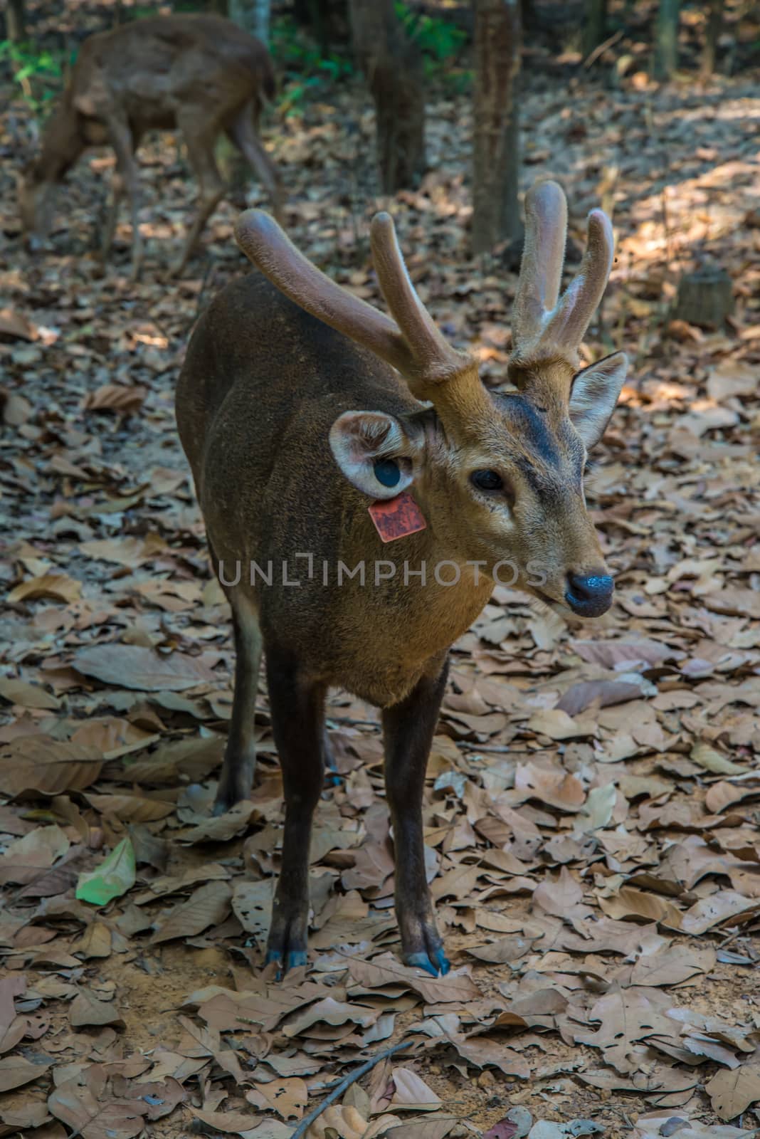 Portrait of a young deer in the zoo.