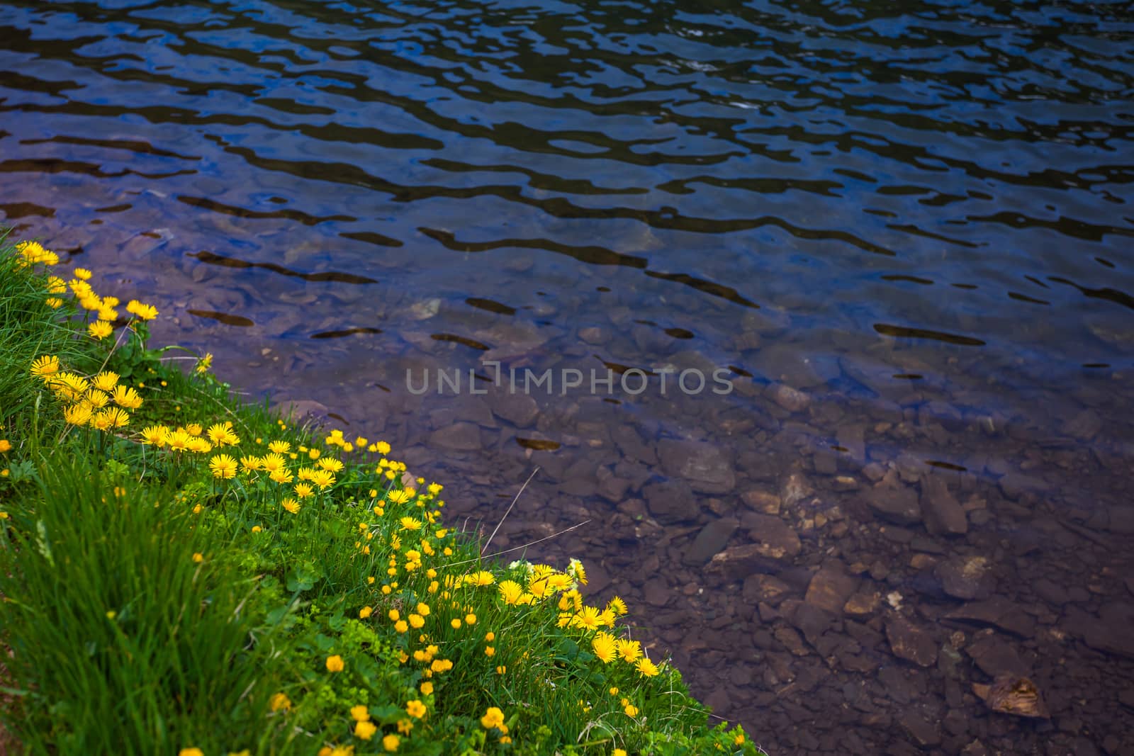 Dandelion flowers on a shore of a lake with clear water