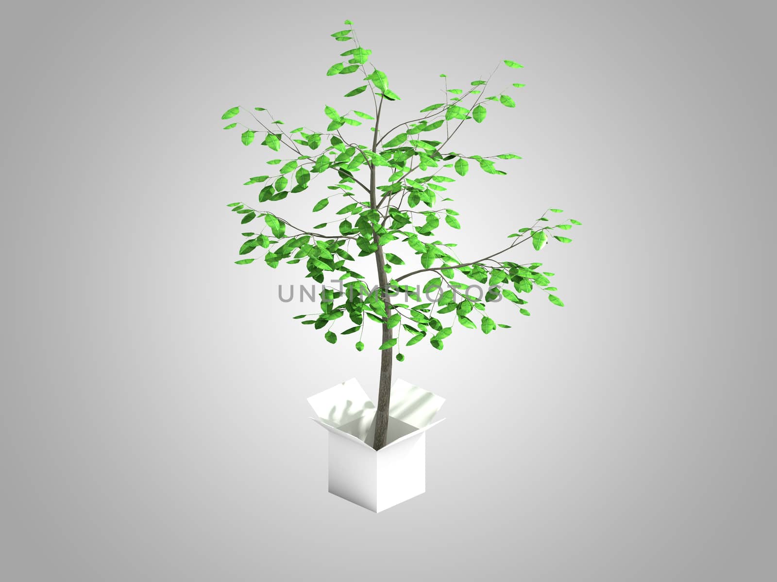 A tree growing from a white cardboard box 