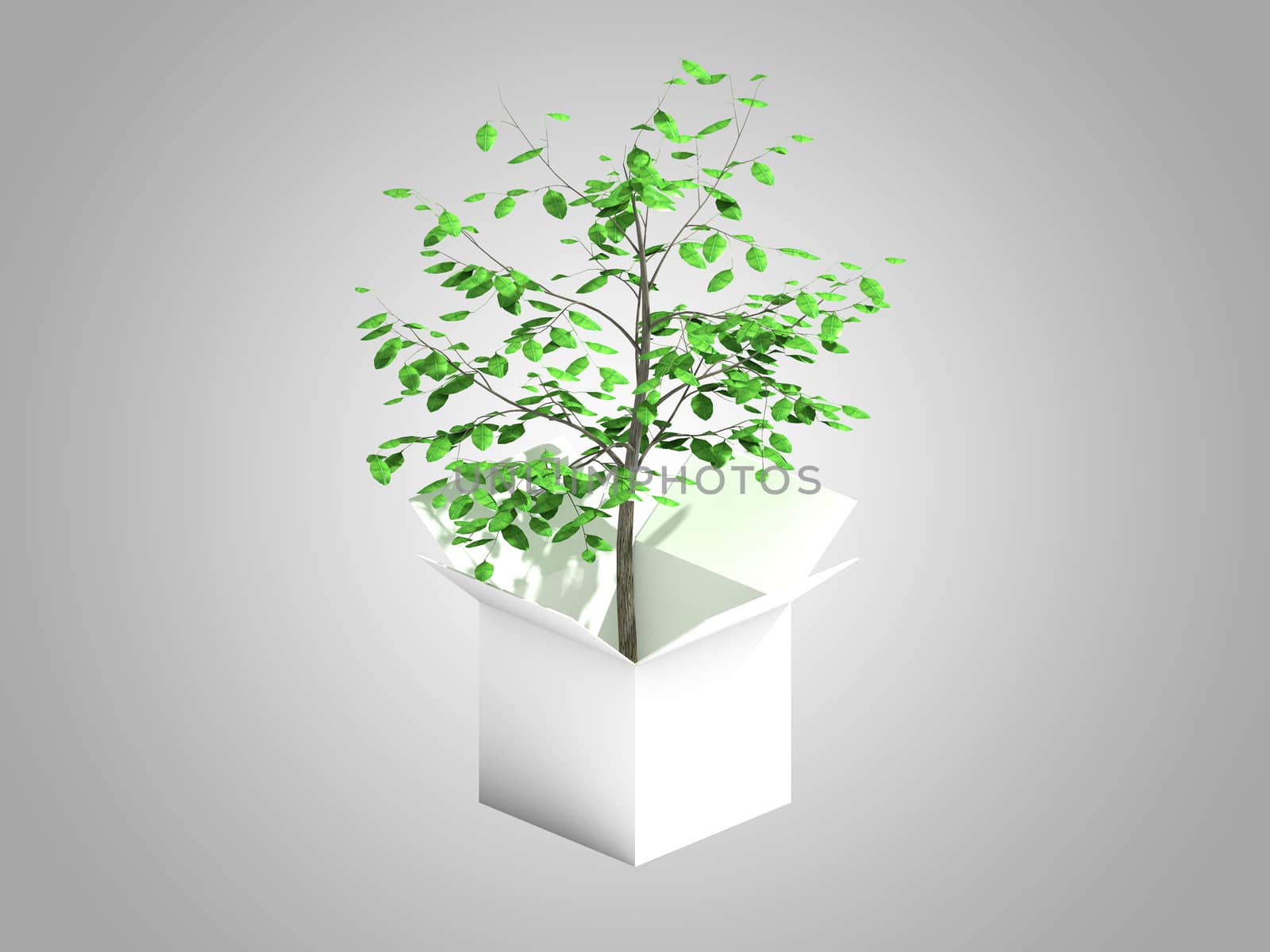 A tree growing from a white cardboard box  by teerawit