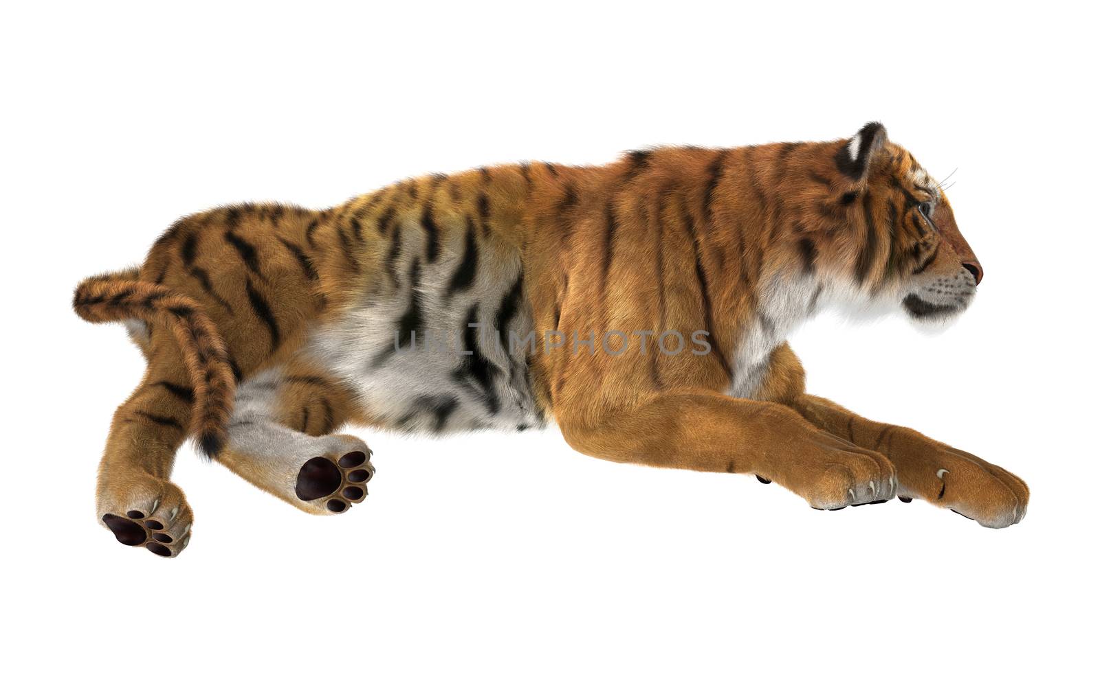 3D digital render of a tiger resting isolated on white background