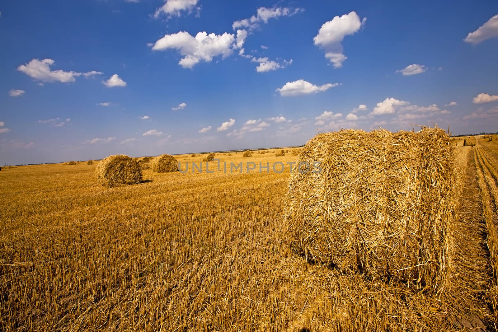  an agricultural field on which are a stack after cleaning of cereals