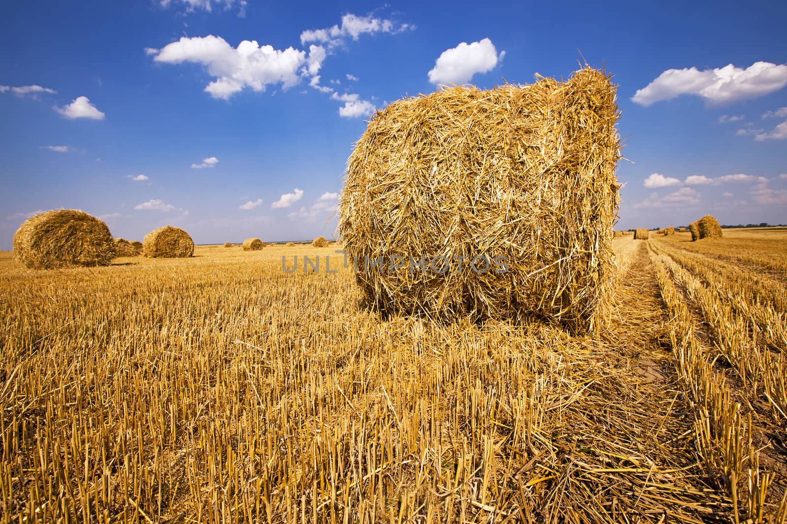  an agricultural field on which are a stack after cleaning of cereals