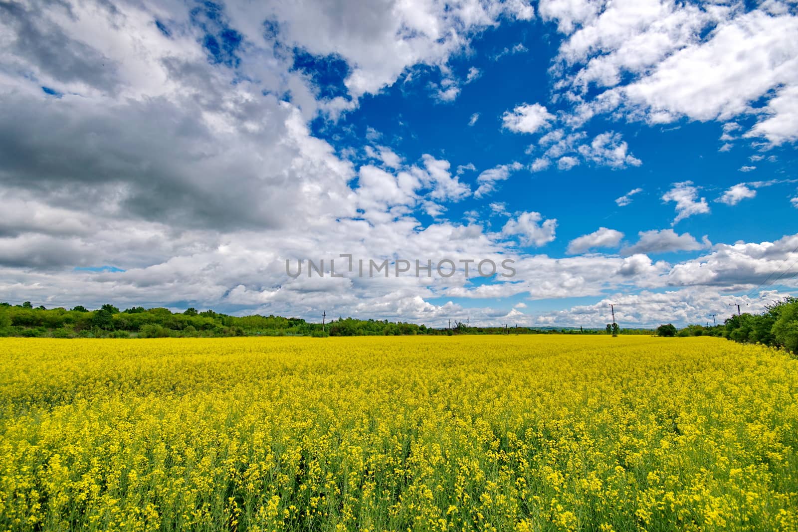 Rape field by anderm