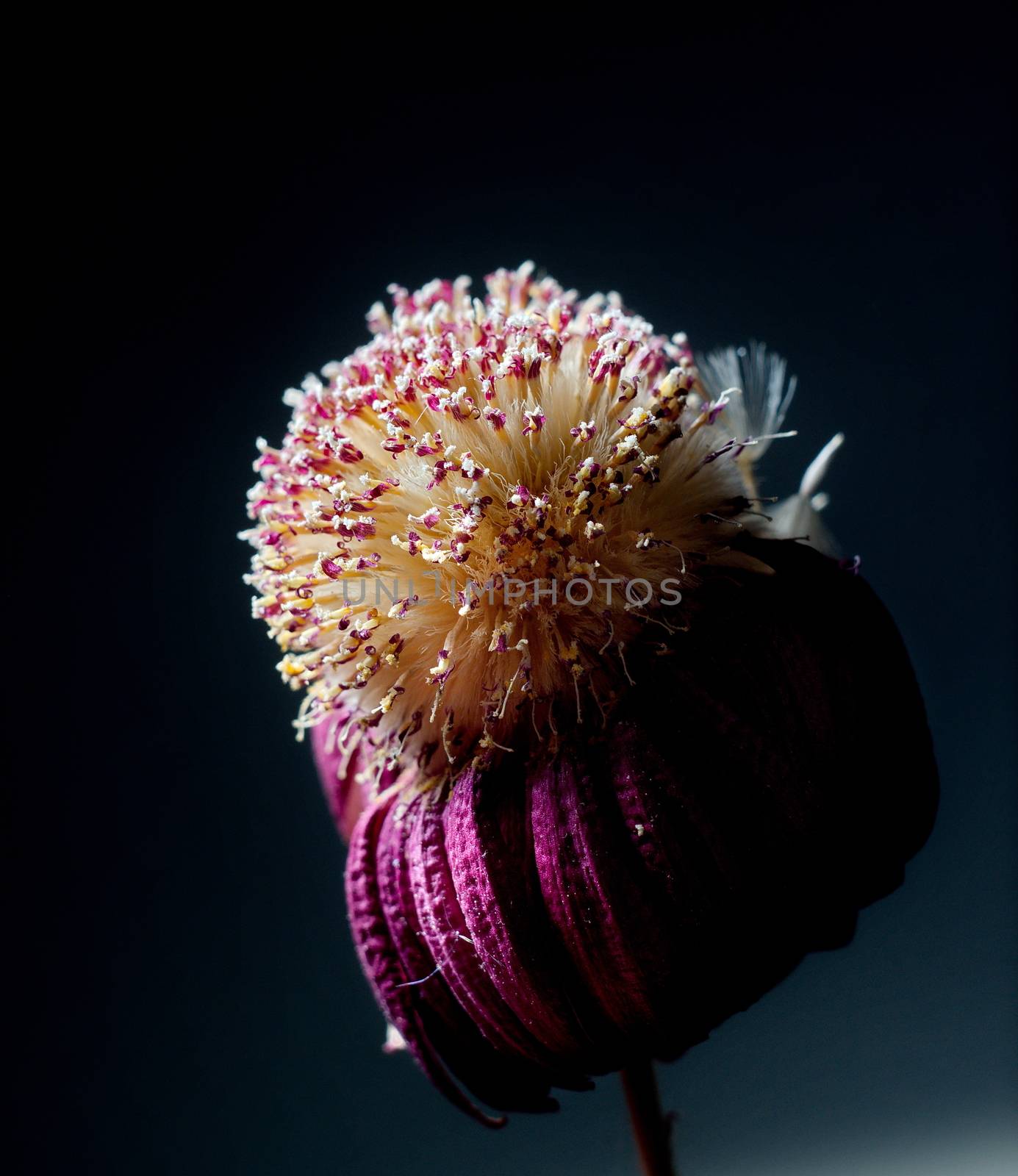 Purple withered flower