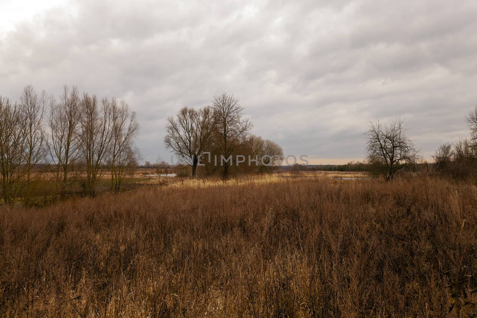   the   dried grass in an autumn season. cloudy weather
