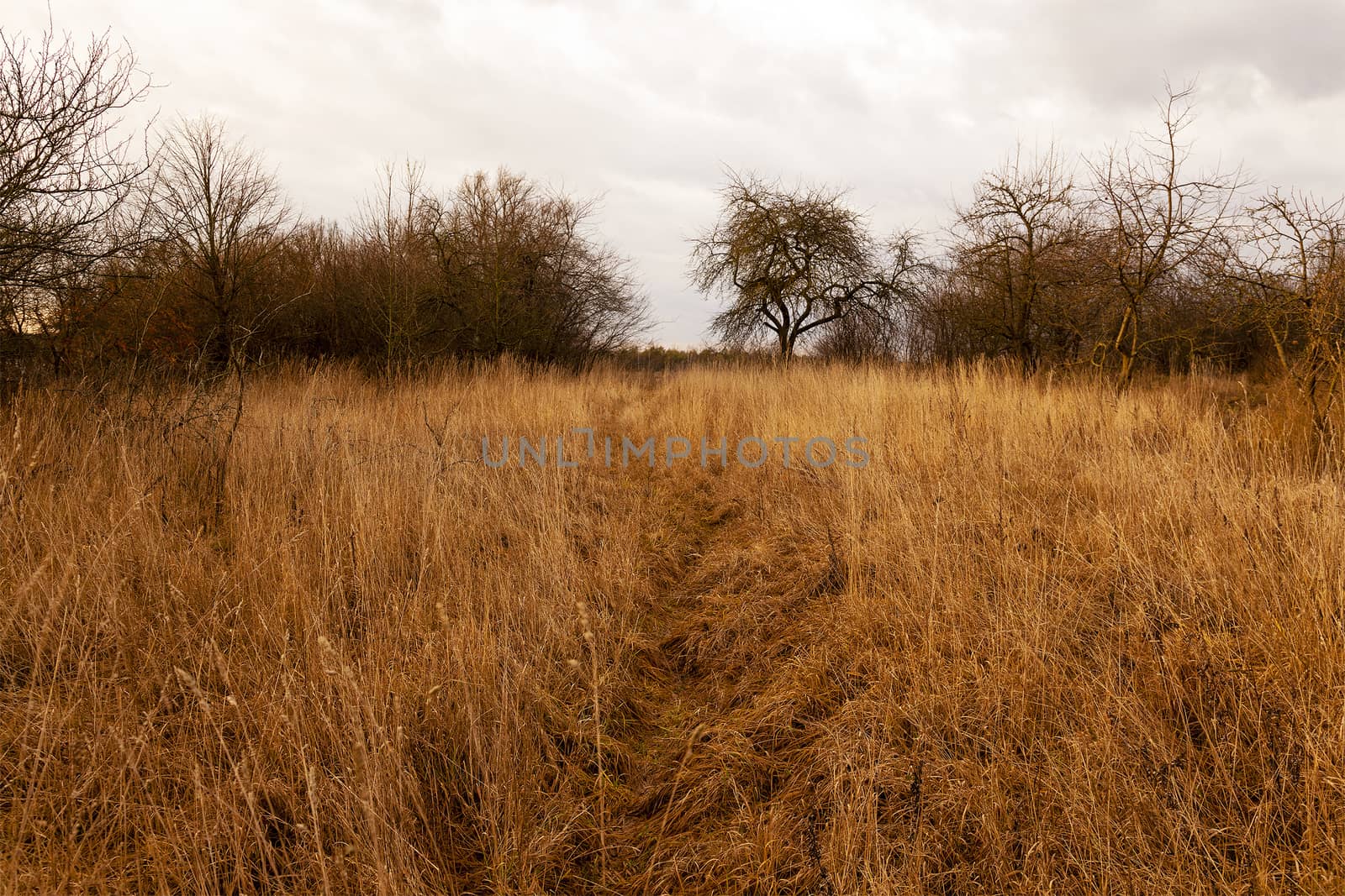   the dried grass in an autumn season. cloudy weather