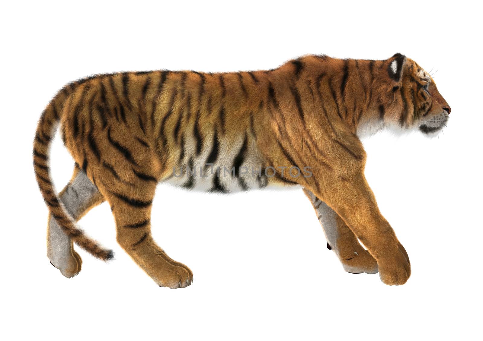 3D digital render of a tiger walking isolated on white background