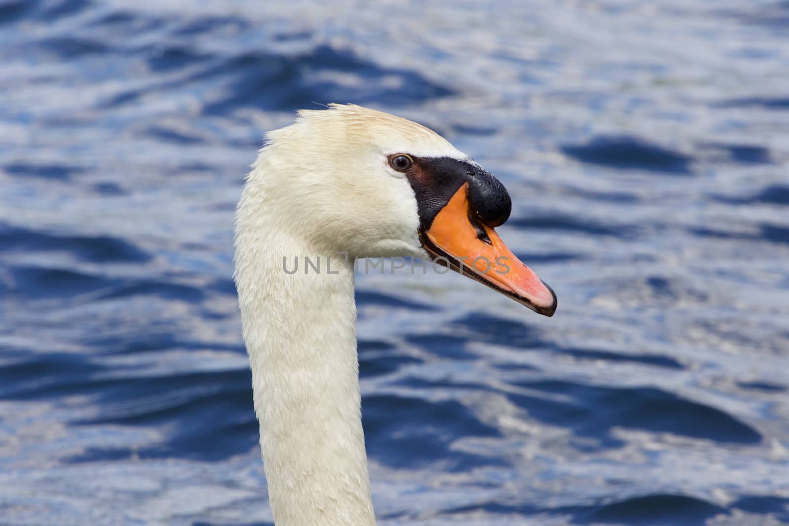 Beautiful close-up of the thoughtful mute swan  with the water on the background