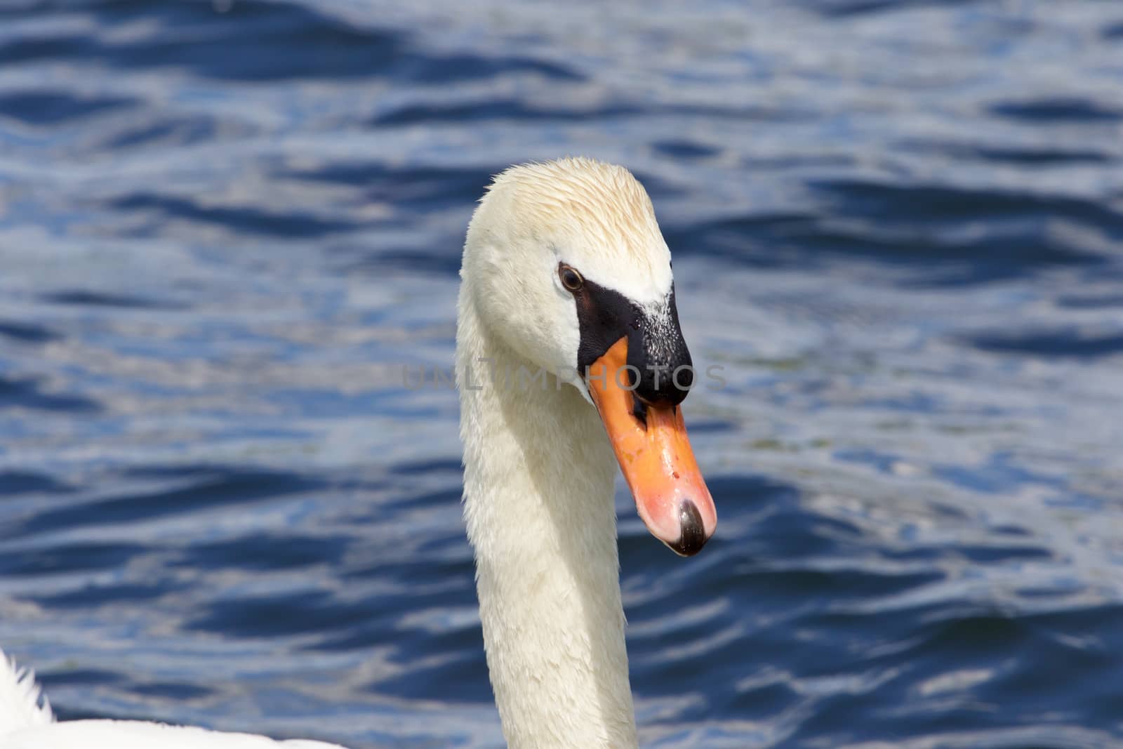 The portrait of the thoughtful father-swan by teo