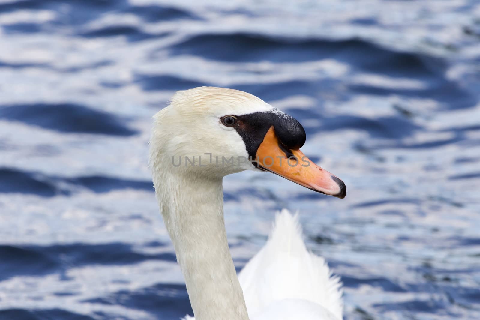 Beautiful portrait of the mute swan with the water on the background