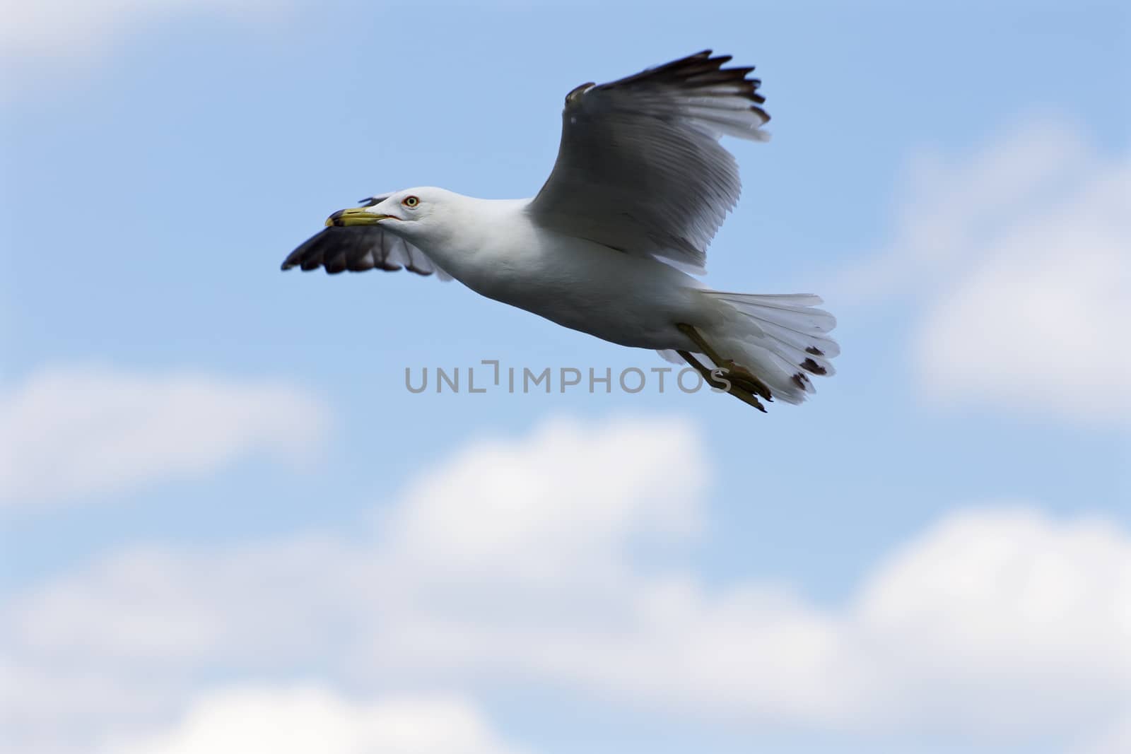 Beautiful flight of the ring-billed gull by teo