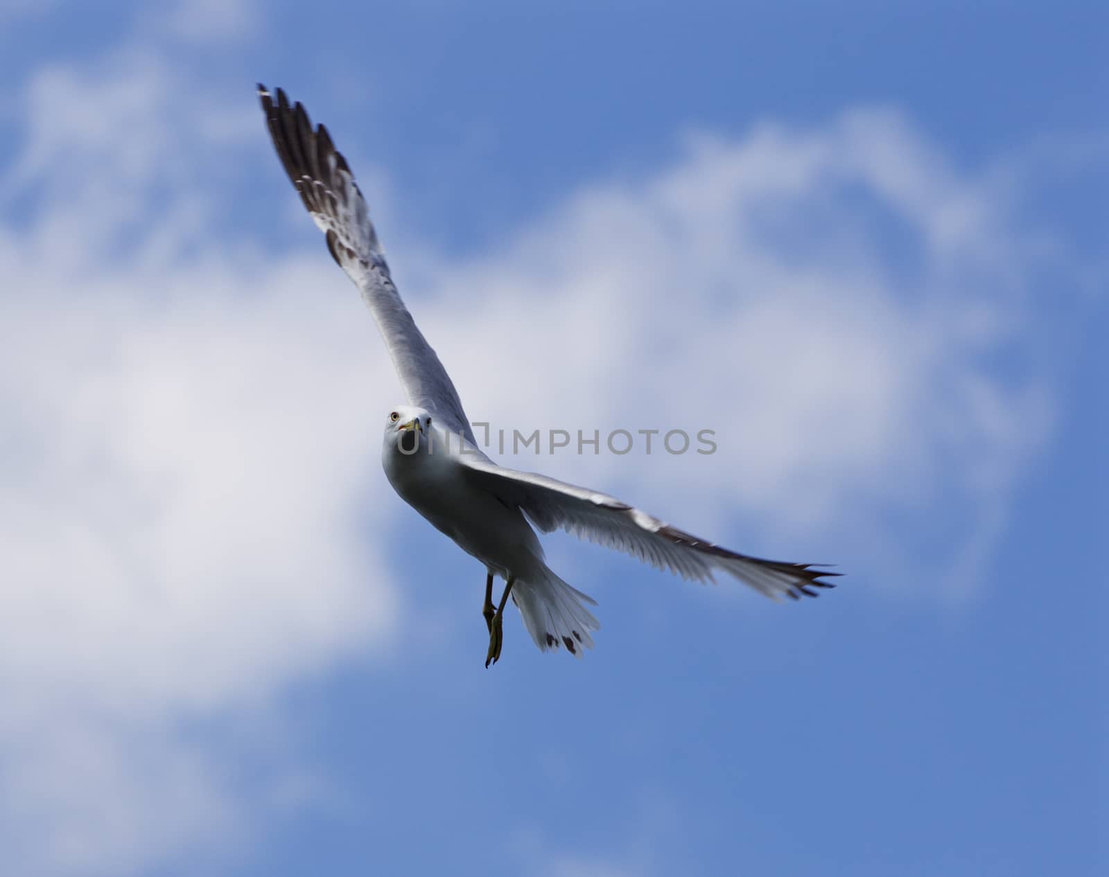 Beautiful turn of the ring-billed gull with the blue skyes on the background by teo