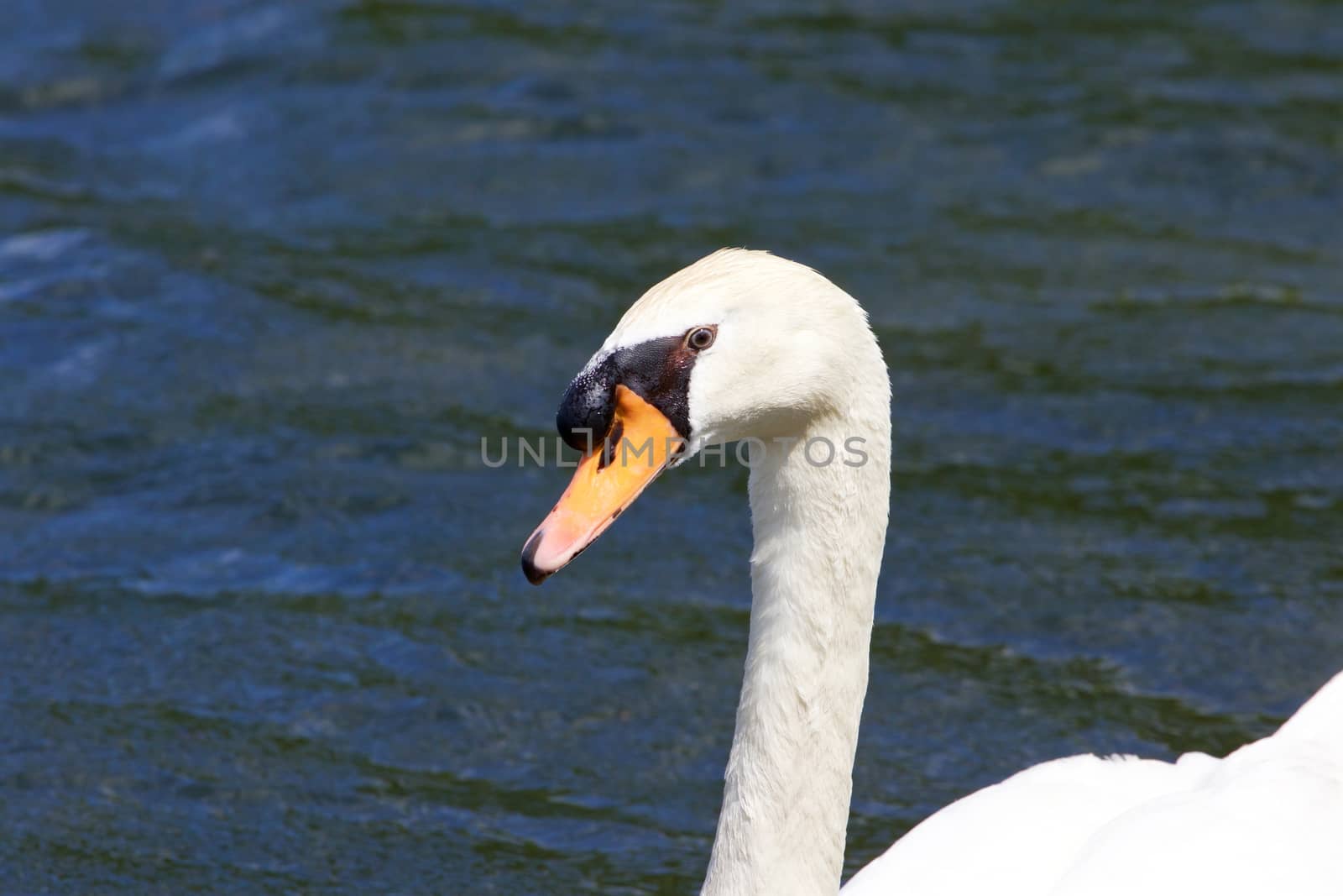 The mute swan in the lake close-up by teo