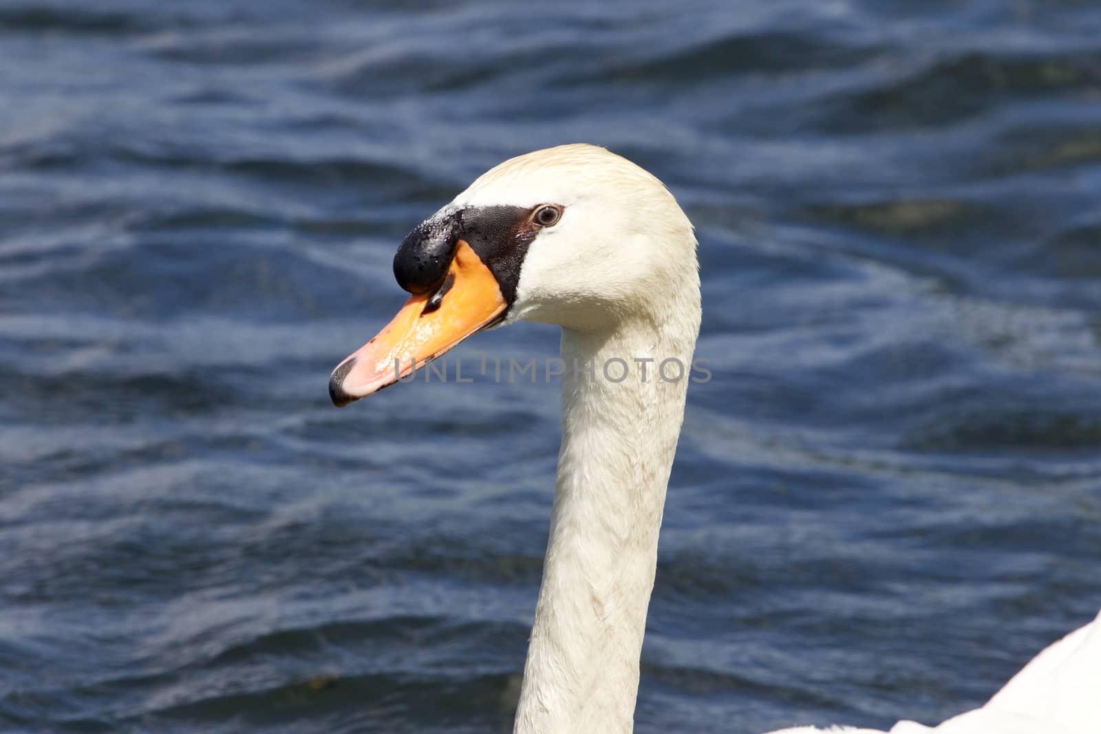 The portrait of the male mute swan