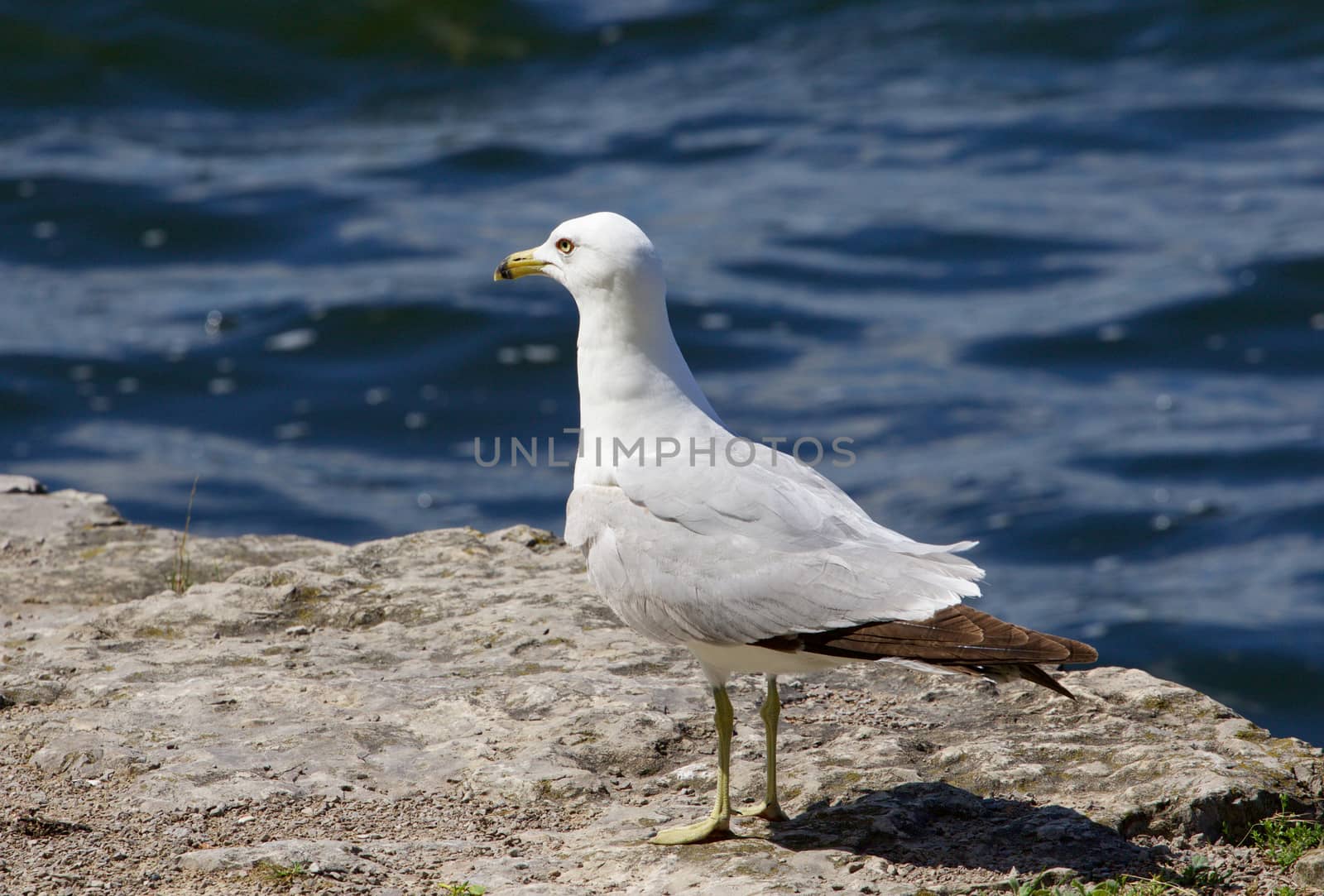 The serious gull is staying on the rock shore of the lake near the water