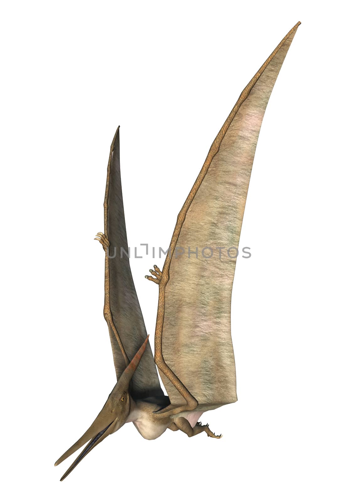 3D digital render of a Pteranodon flying isolated on white background