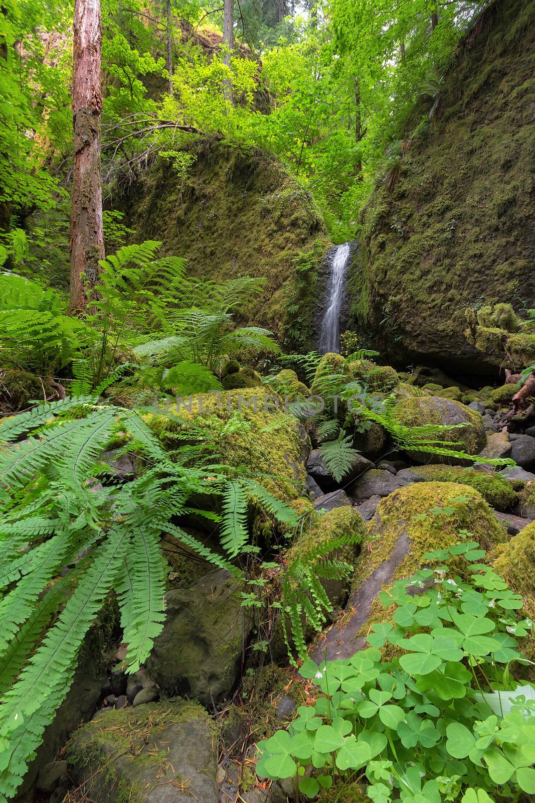 Mossy Grotto Falls in Columbia River Gorge National Scenic Area Oregon in Spring Season