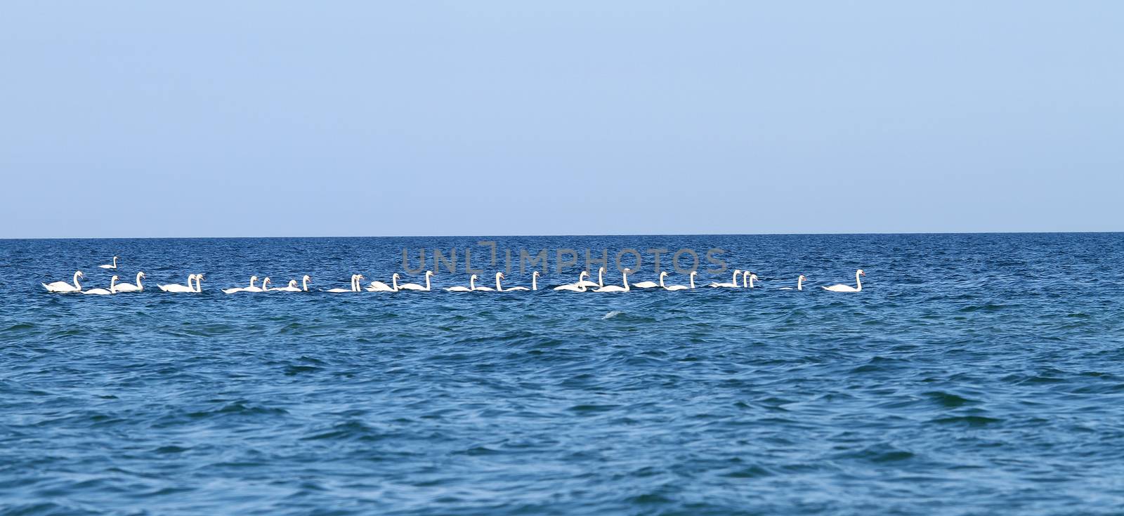 A flock of swans swim on Black Sea