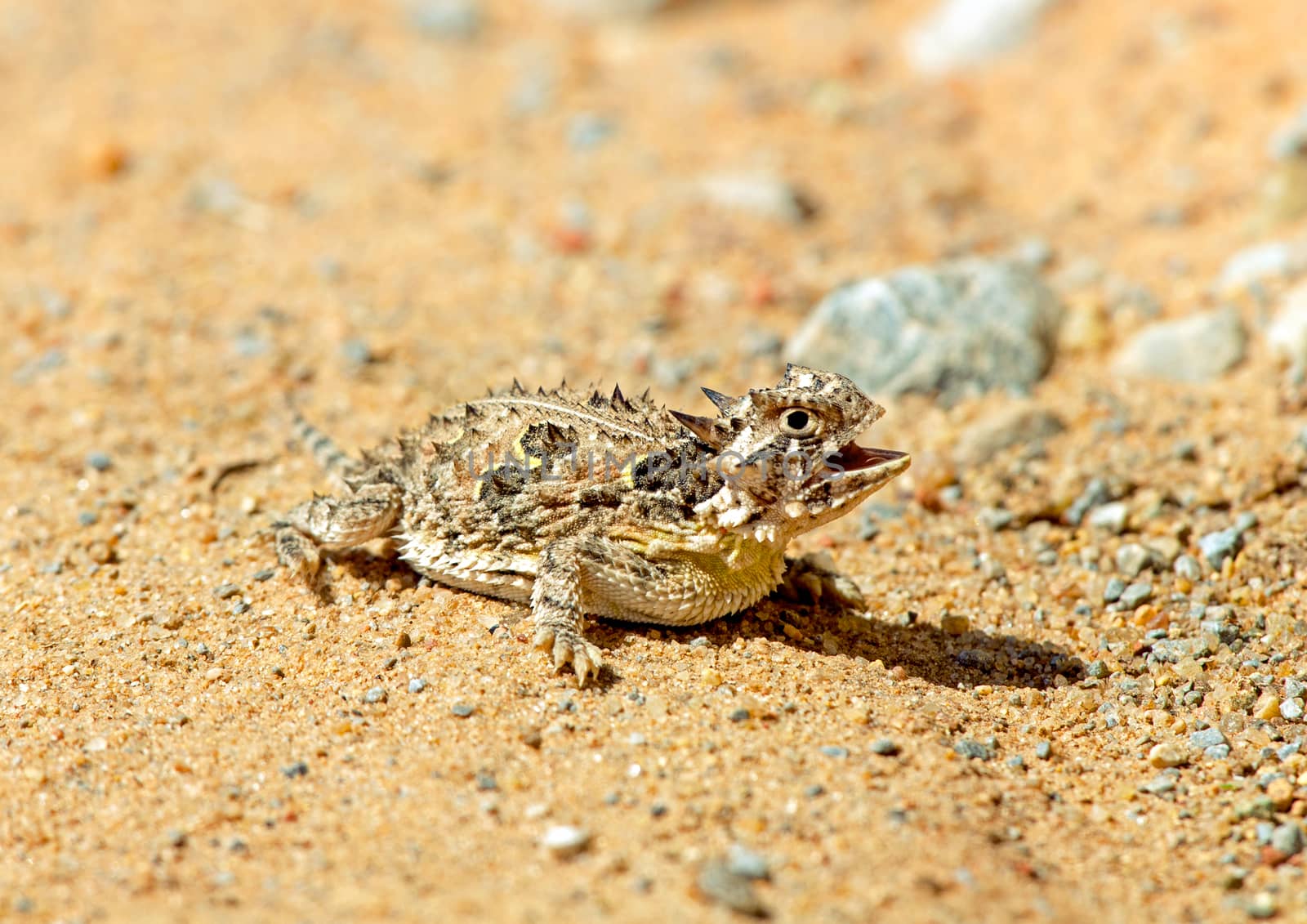 Texas horned lizard by thomas_males