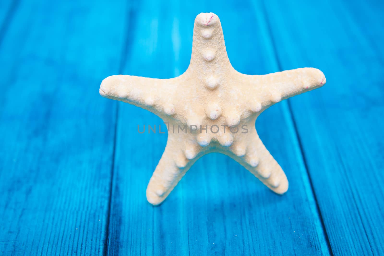 Starfish on blue background