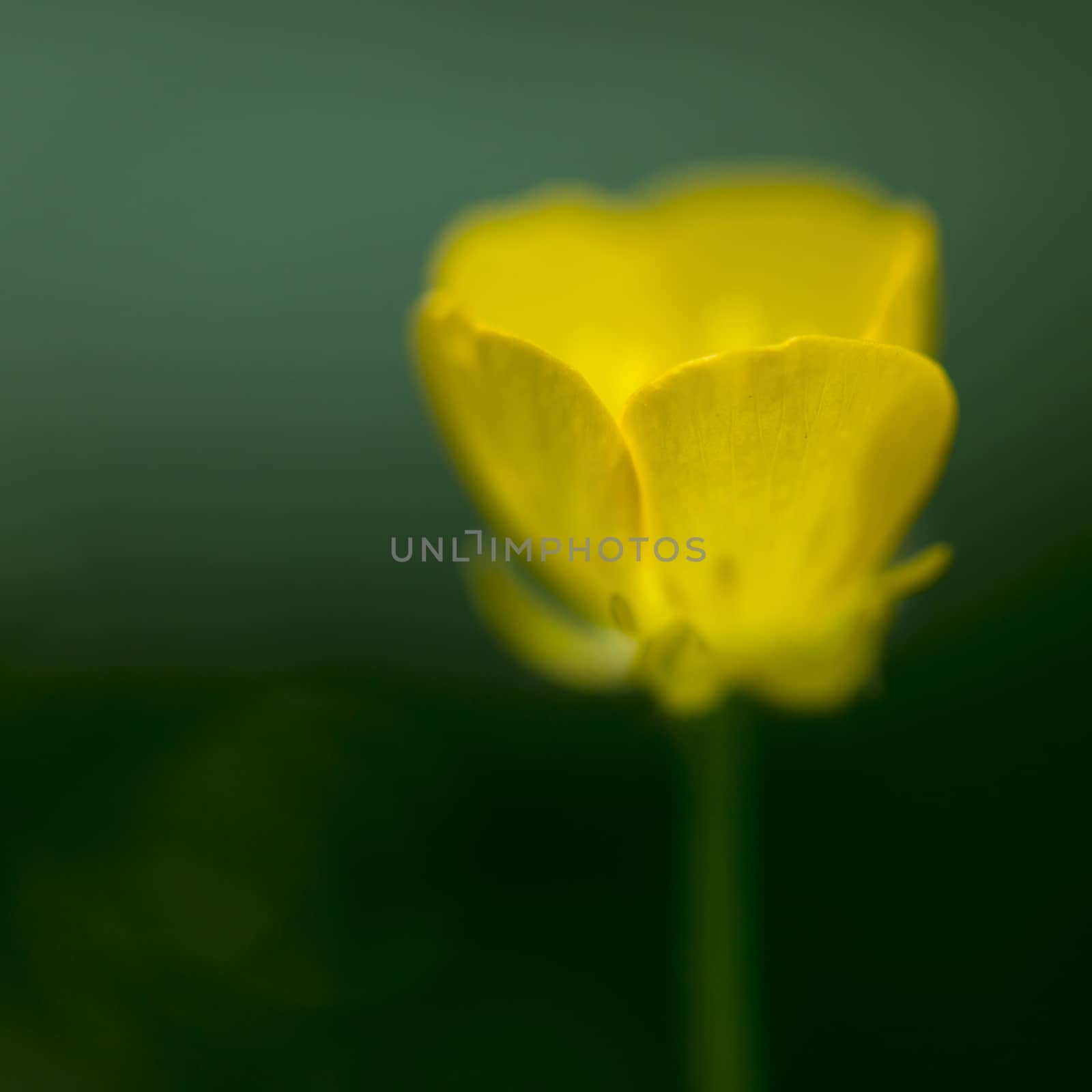 Abstract yellow Forest Buttercup flower called Ranunculus Polyanthemos
