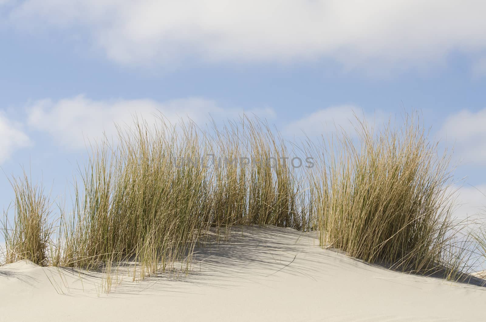 Dunes with marram grass on the Dutch coast of Terschelling
