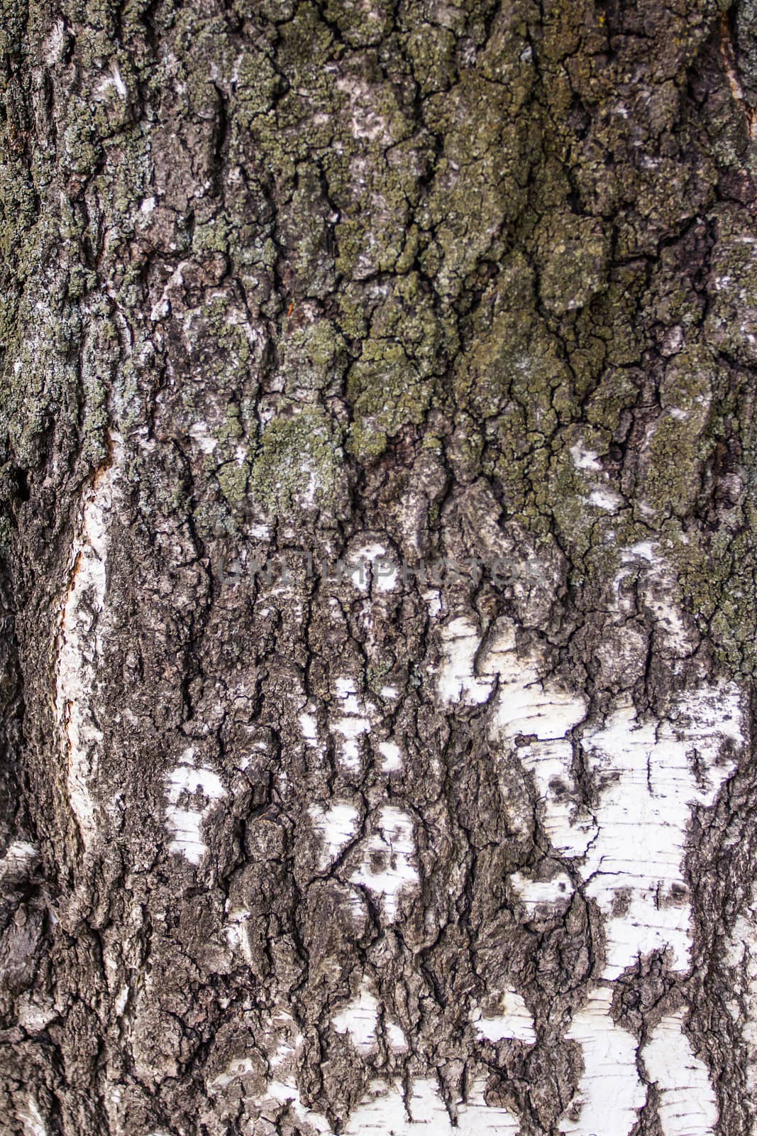 background of old tree bark