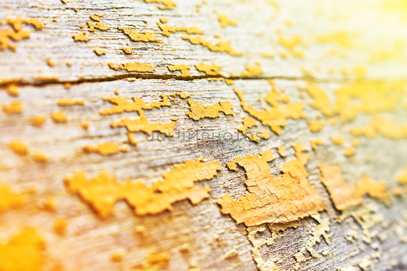 Teak wood texture and background