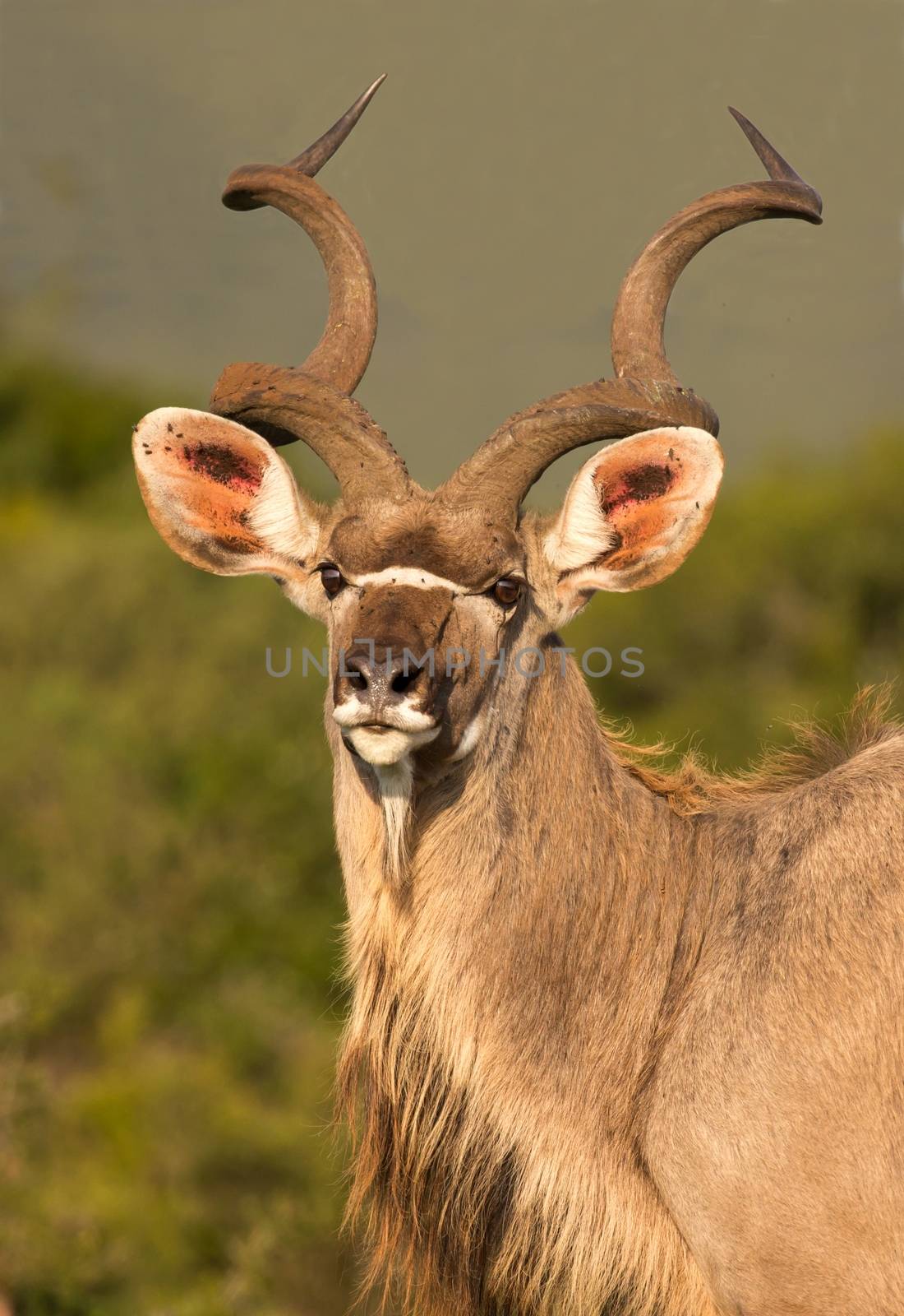 Handsome male kudu antelope with large spiralled horns