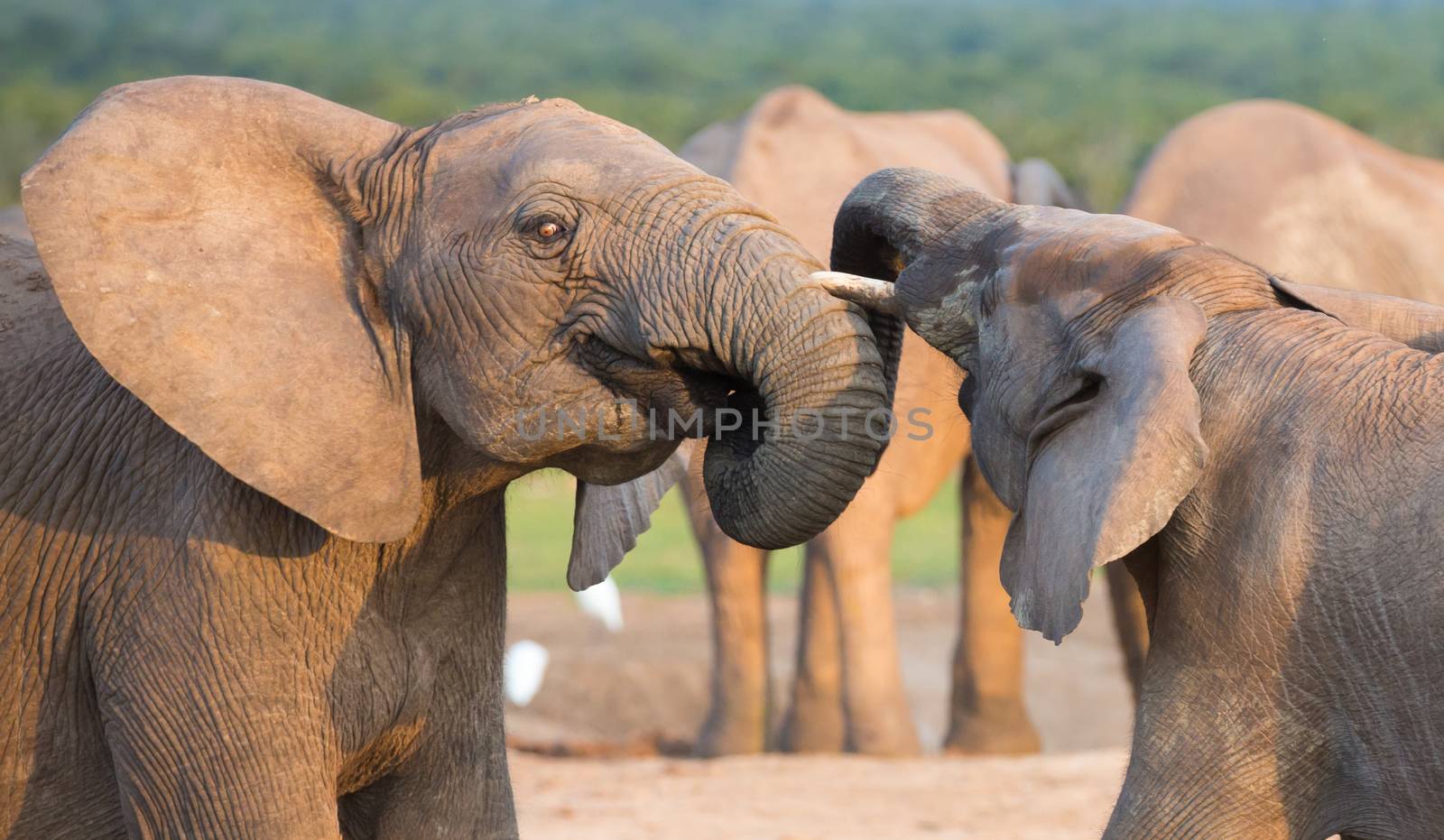 Two young elephants greeting each other with trunks touching