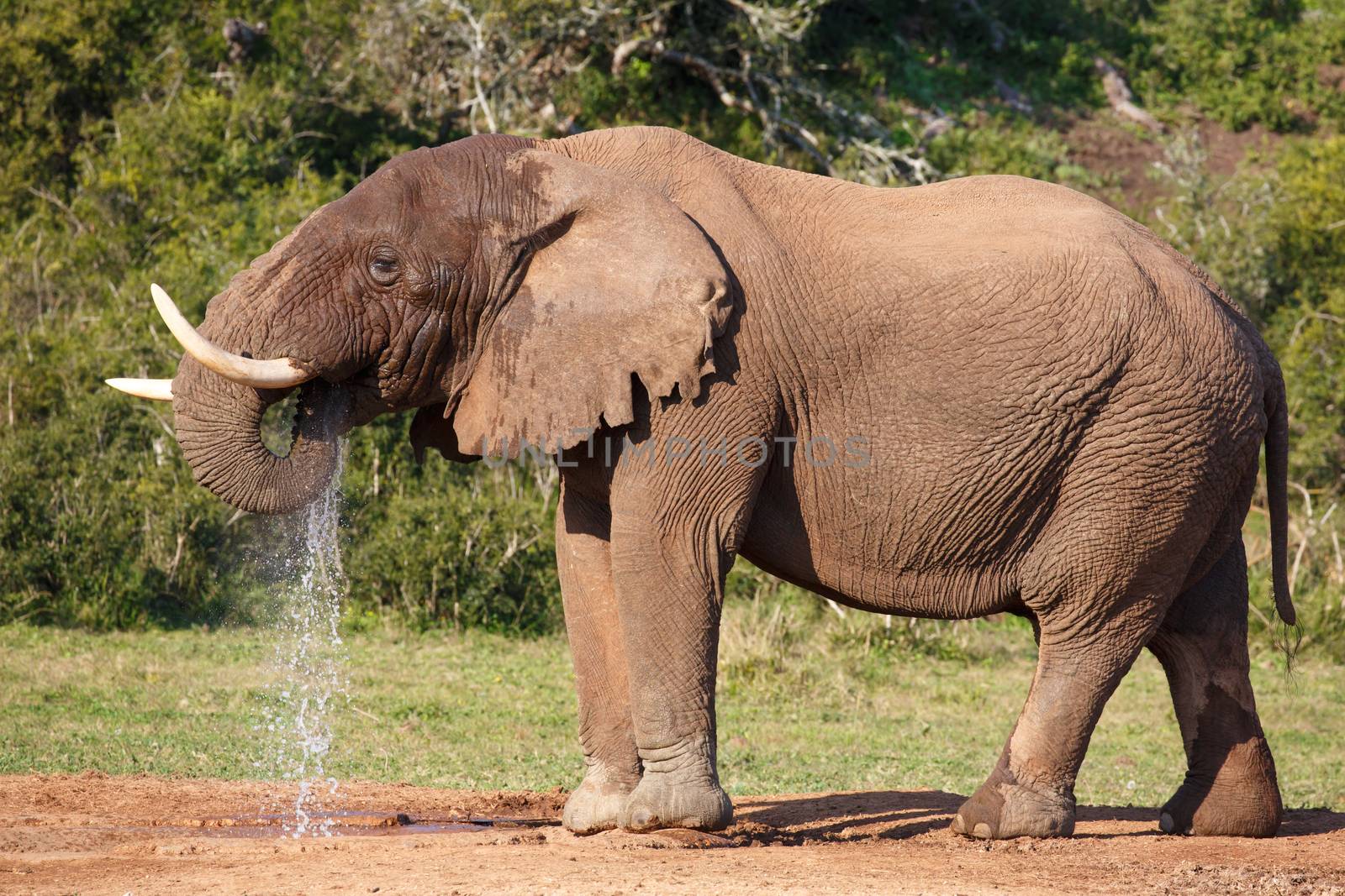 Large male African elephant spraying  water from its trunk as it drinks