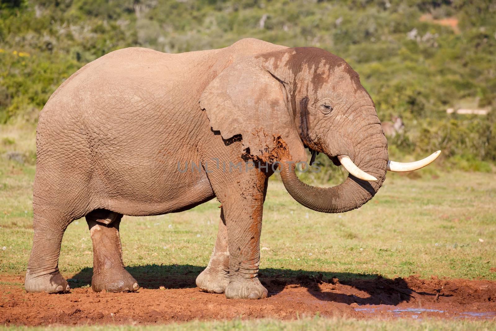 Large male African elephant spraying muddy water onto itself to cool down