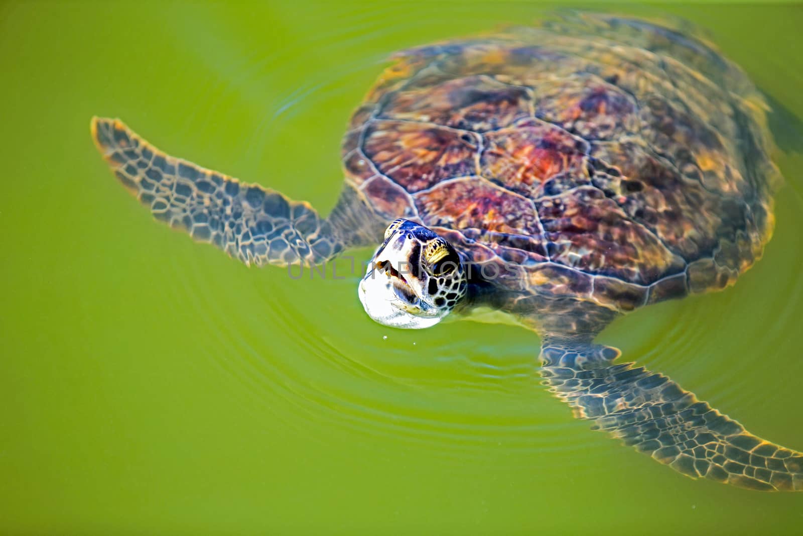 Green sea turtle by thomas_males