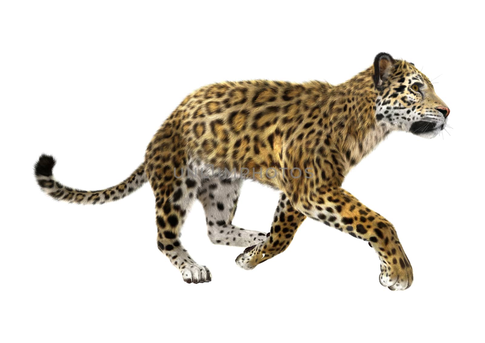 3D digital render of a big cat jaguar running isolated on white background