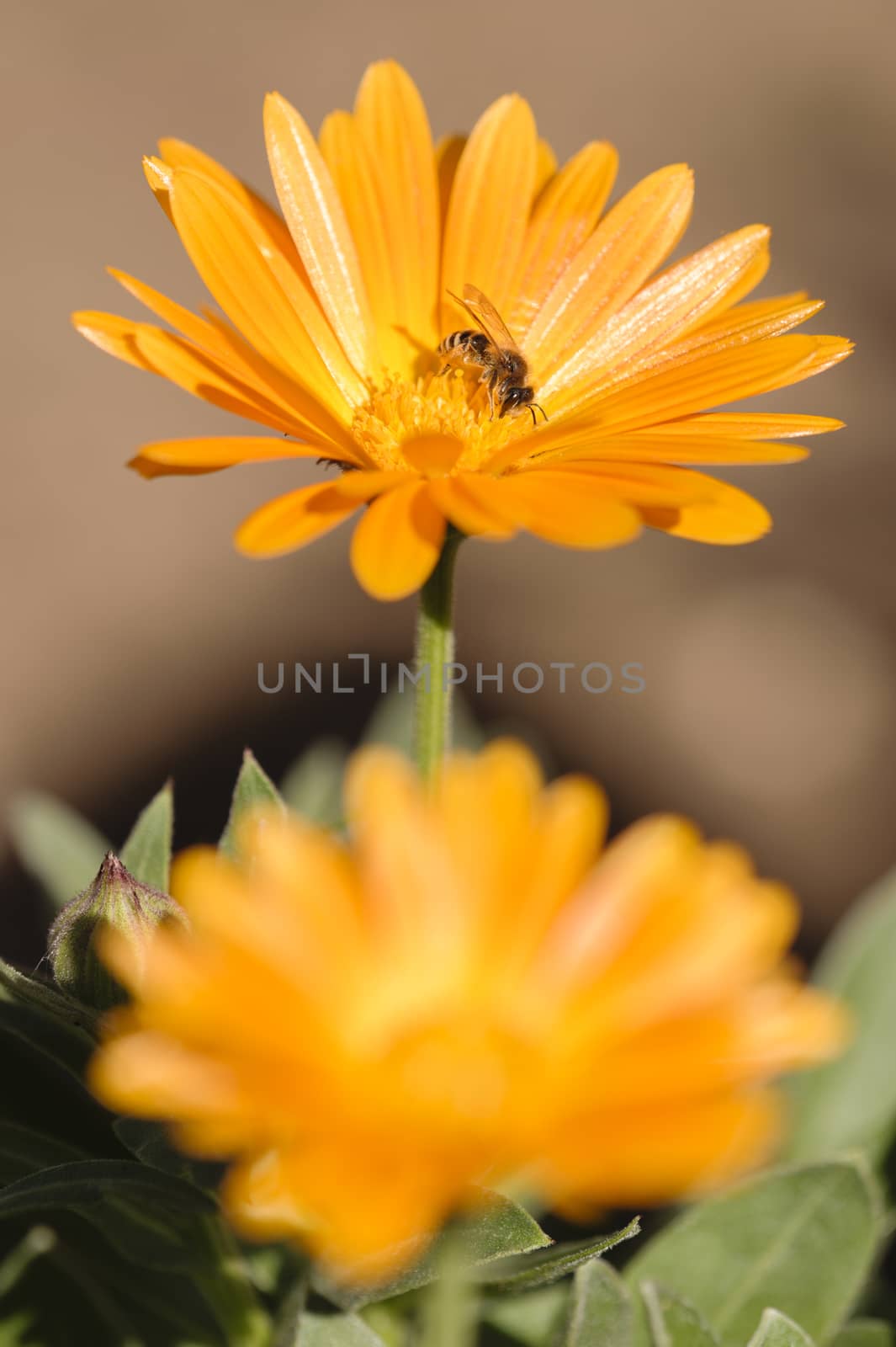 Honey bee collecting nectar and pollen on an orange daisy