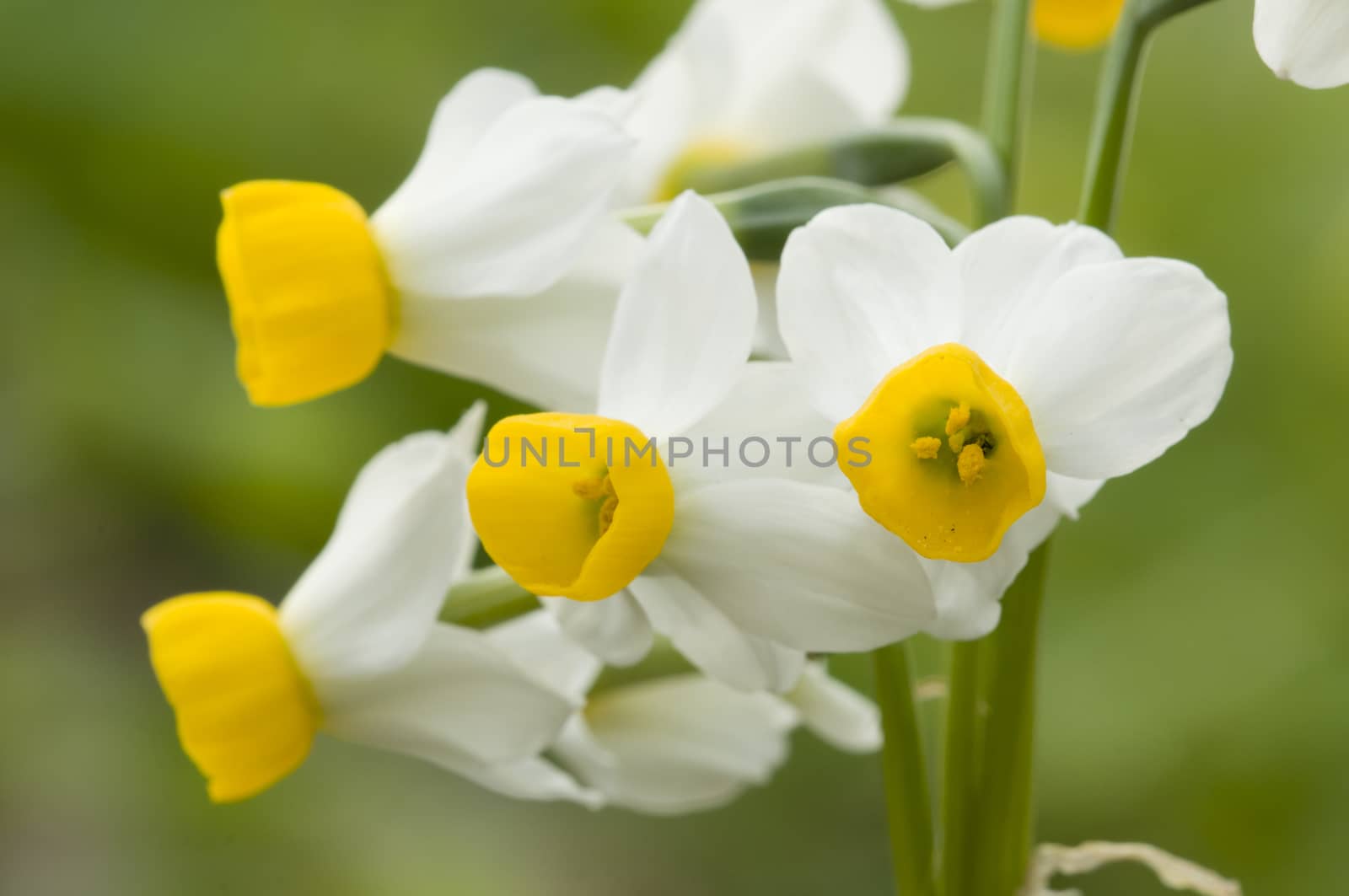 Yellow and white daffodil flowers in full bloom