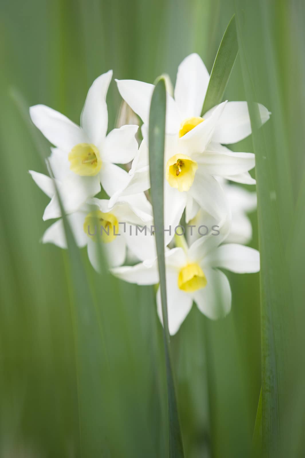 Yellow and white daffodil flowers in full bloom