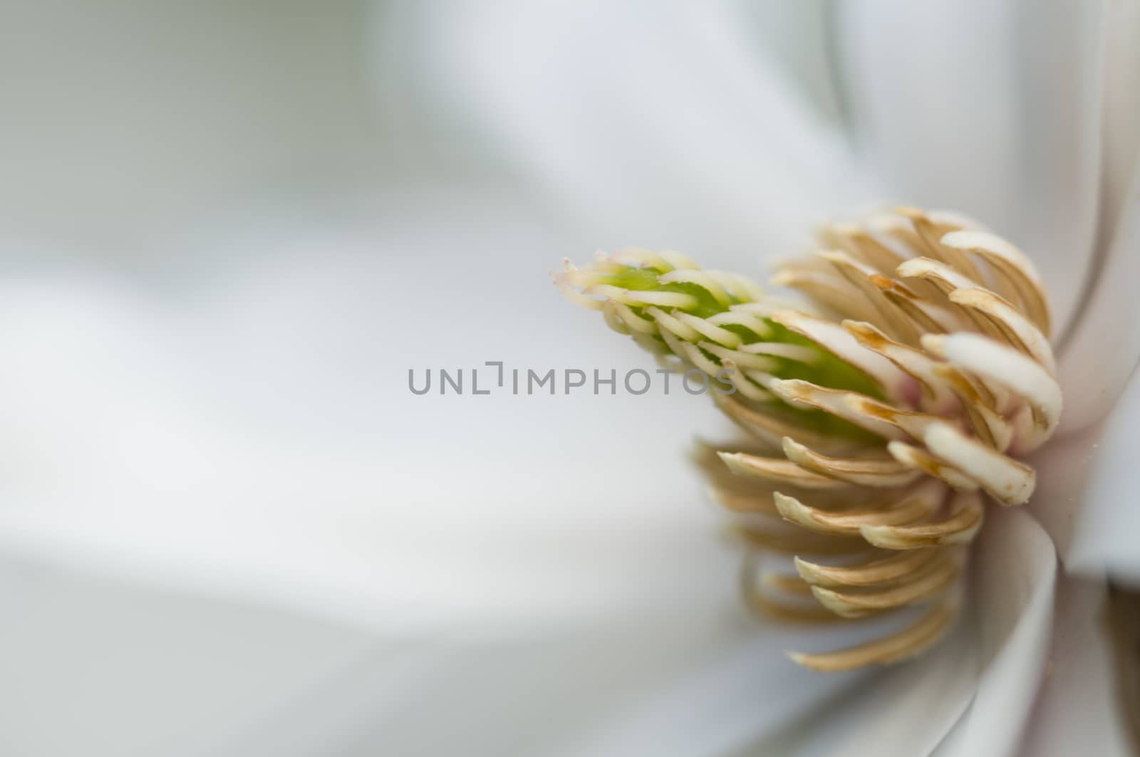 White Magnolia flower detail of pistils, petals and stamen.