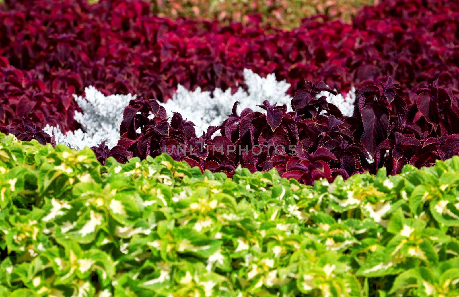 Large vivid flower bed in summer in a city park