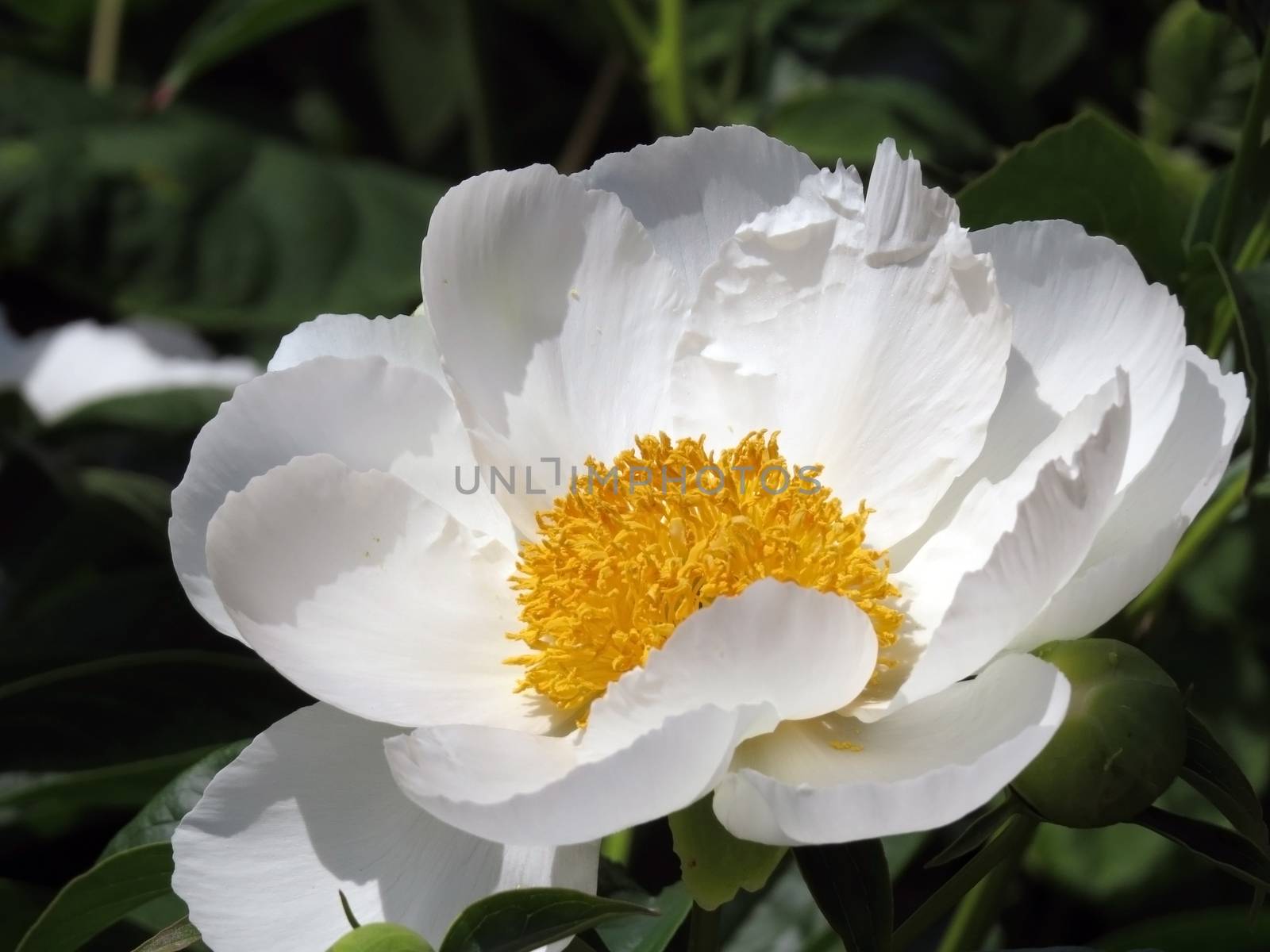 Beautiful White Flower