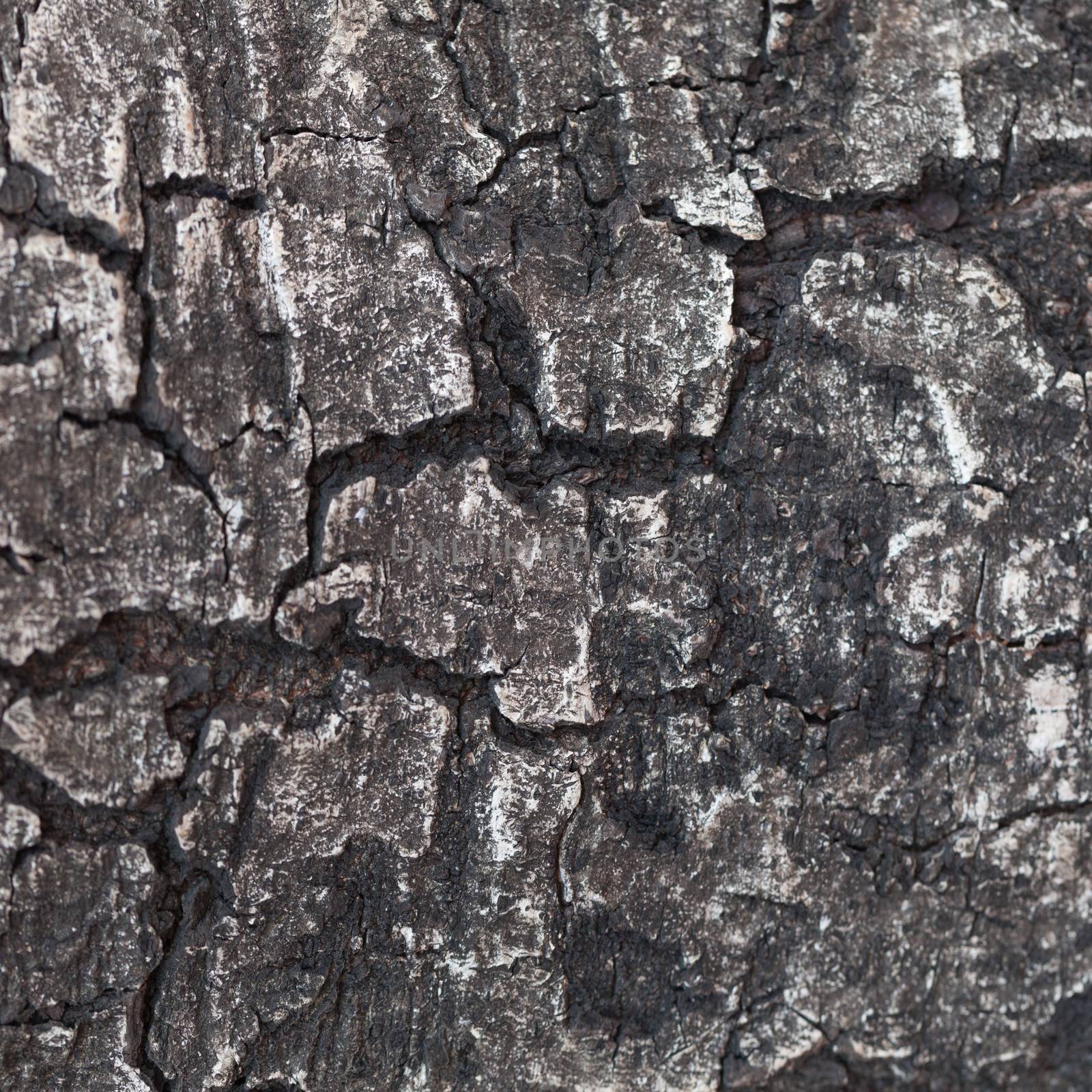 Dark bark of trees. There are signs of cracks in the bark.