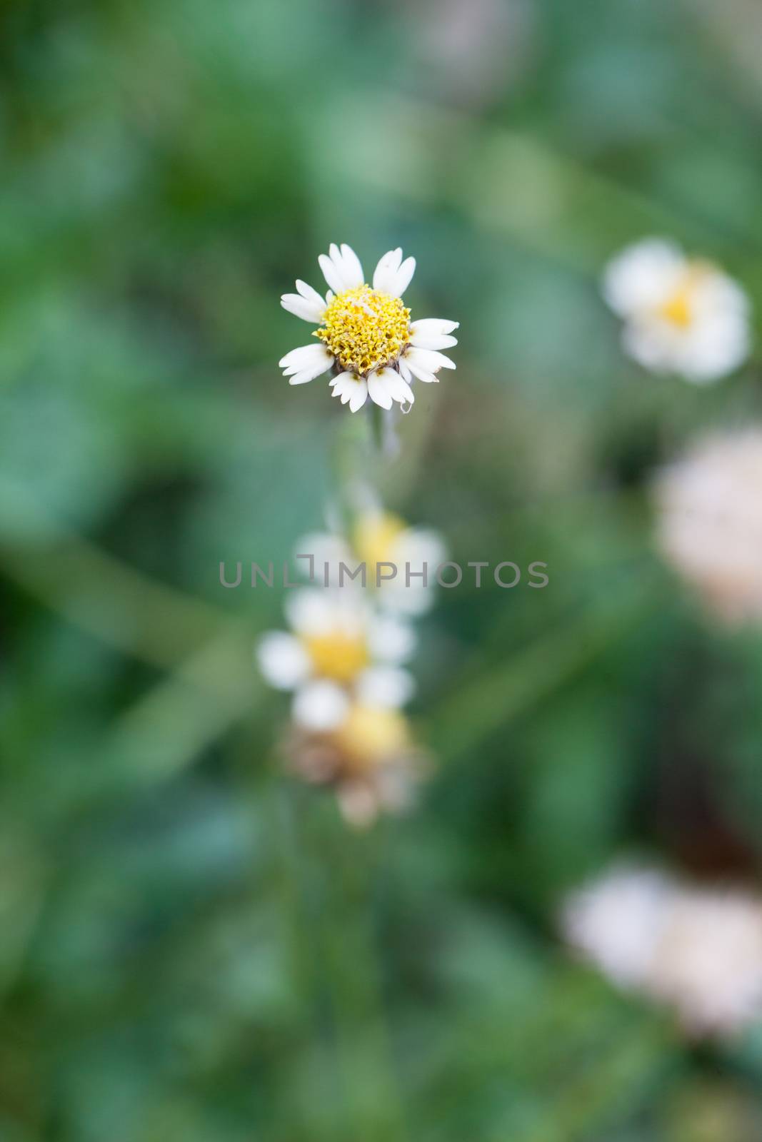 Little White Flower by a454
