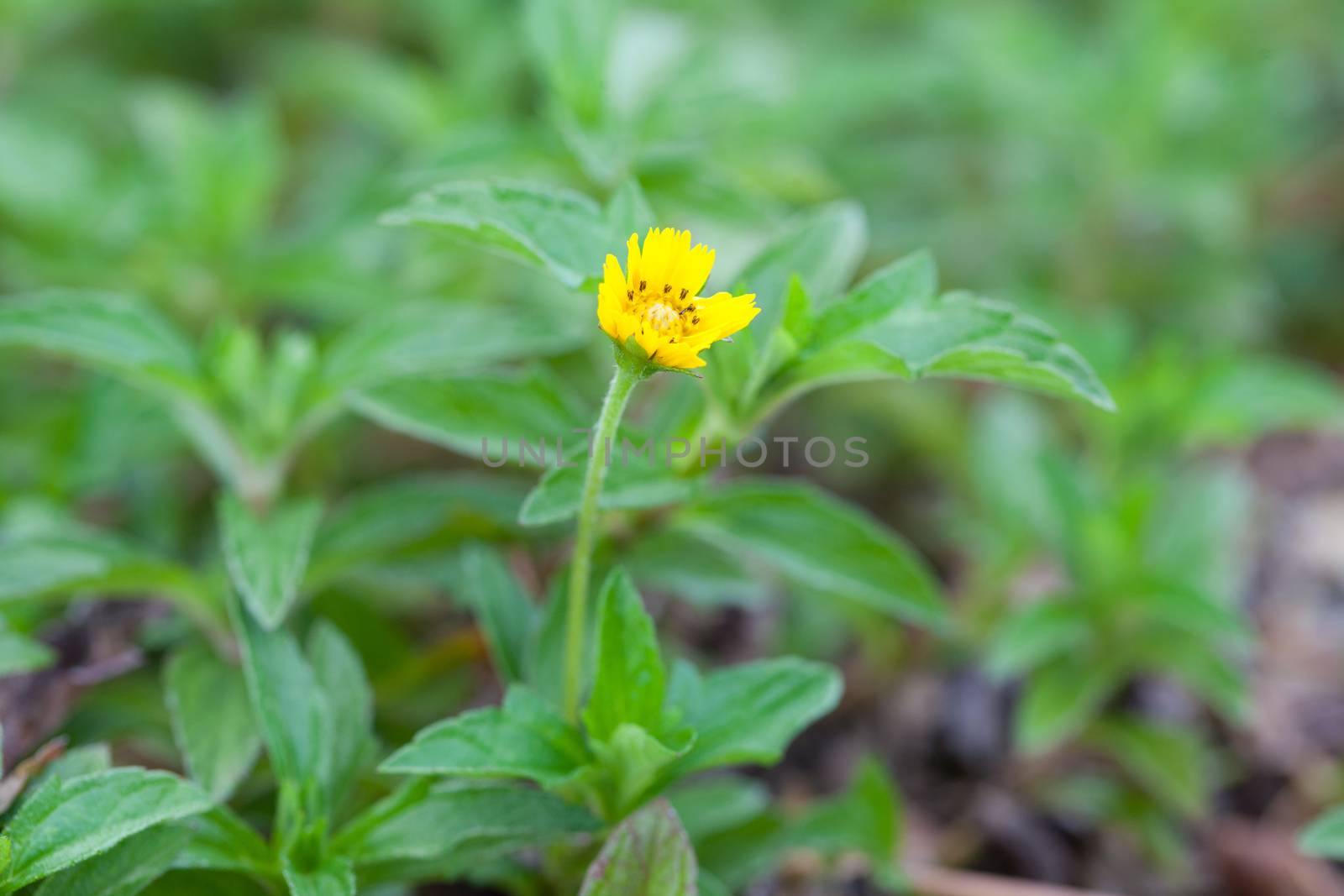 Small yellow flower. Small yellow flowers in full bloom grass.