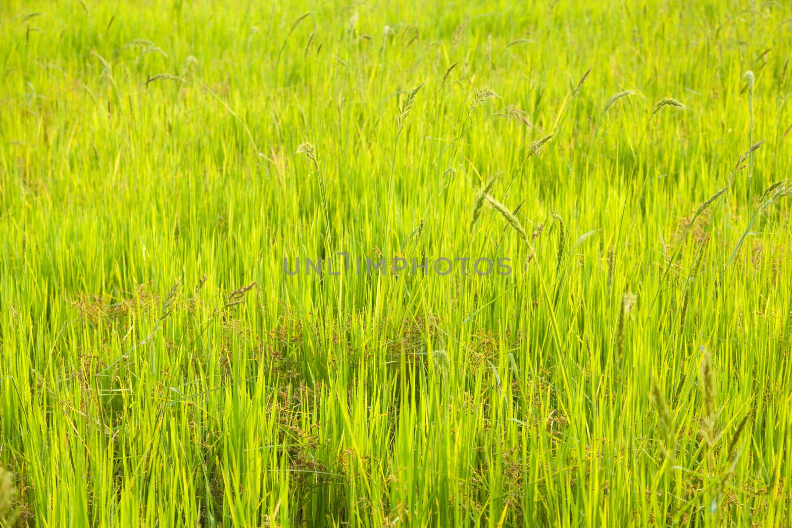 Rice. early rice in the rice farming area of cultivation.