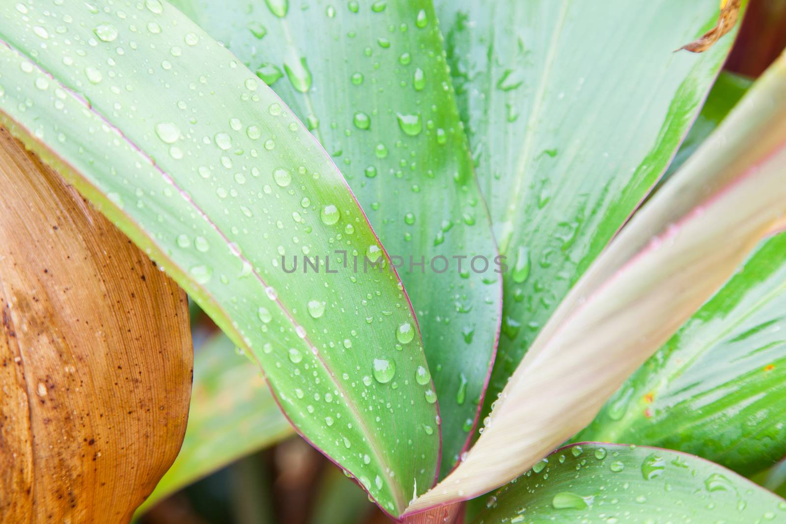 Water droplets on the leaves. Dew on the leaves in the morning cold.